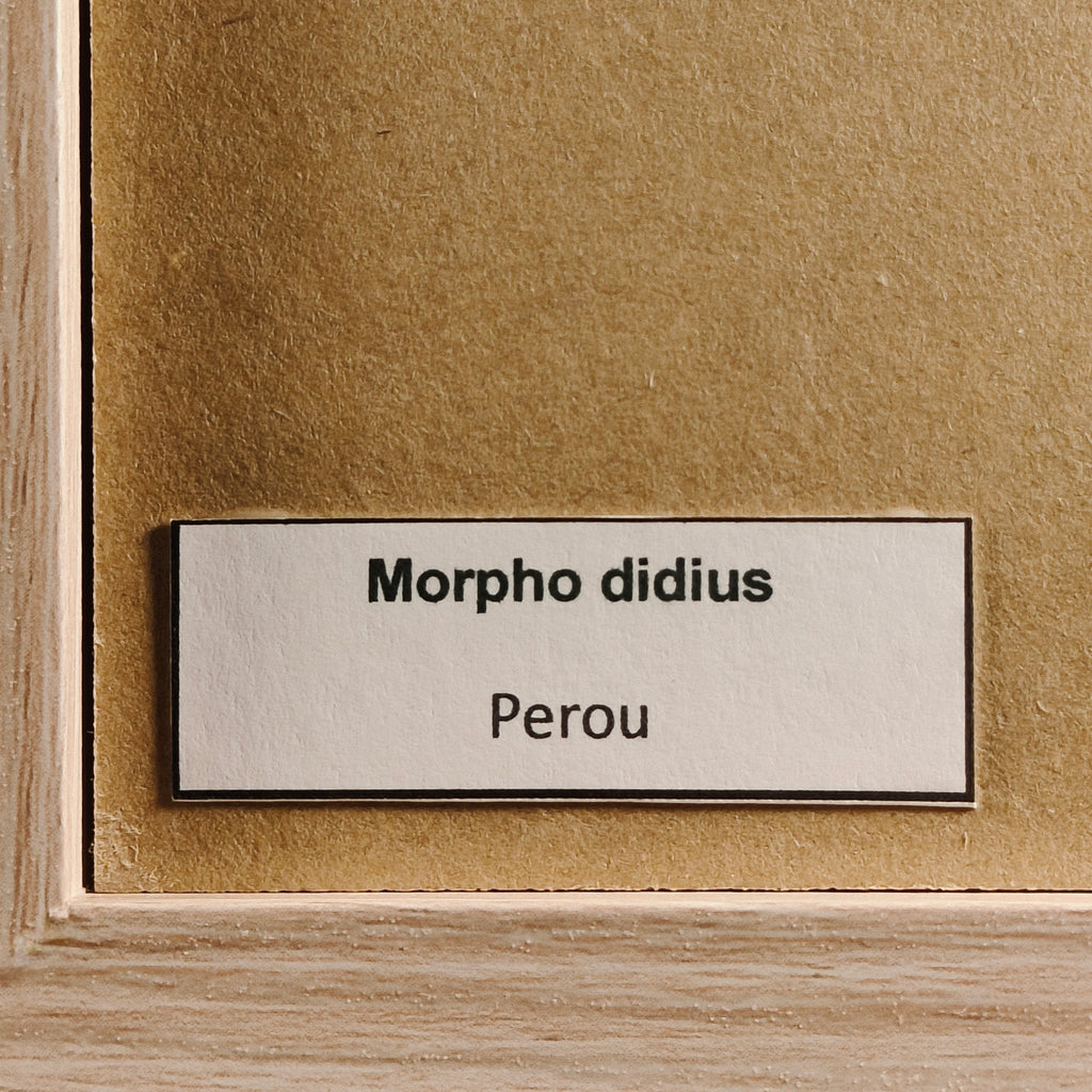 Morpho didius