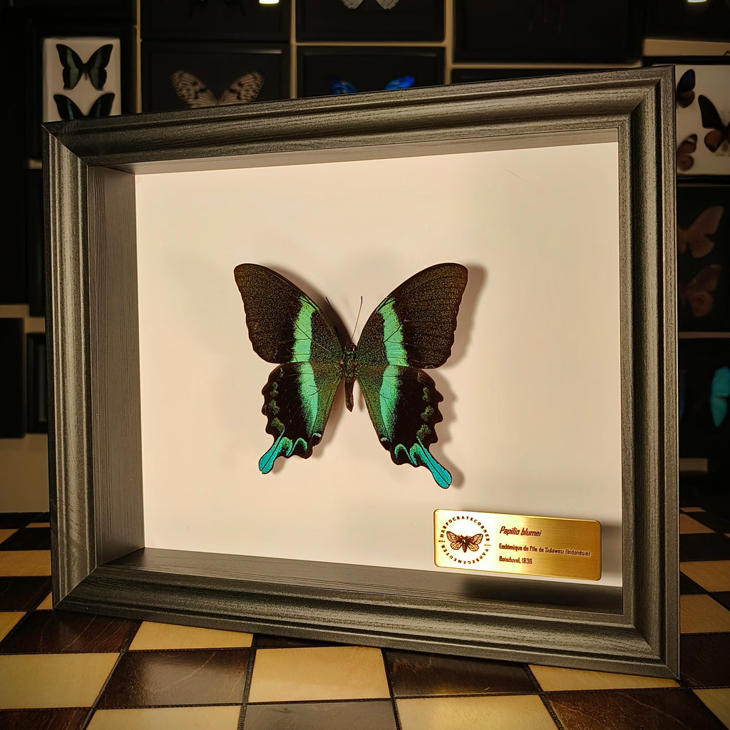 Premium - Papilio blumei