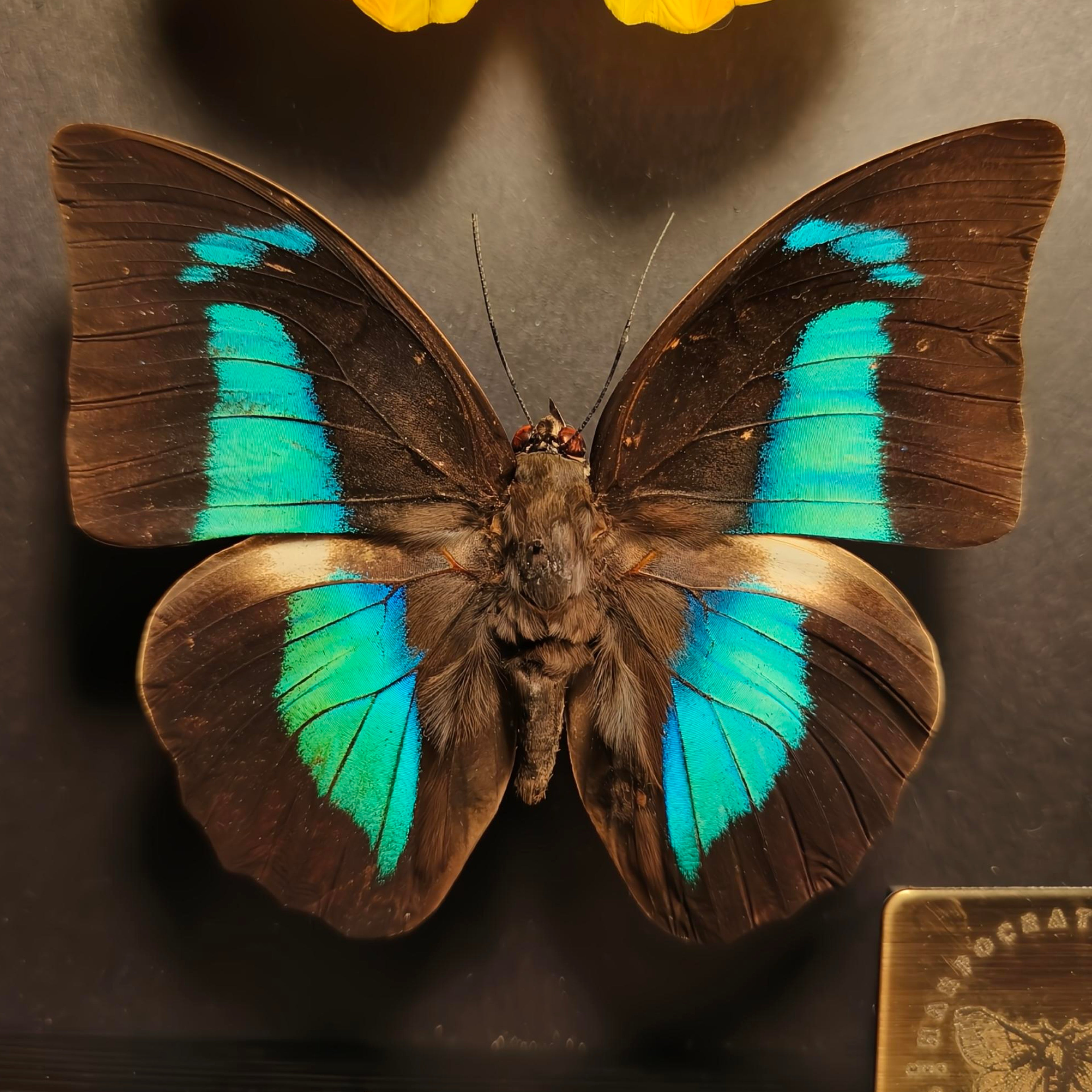 Premium - Charaxes ameliae, Phoebis philea, Archaeoprepona meander