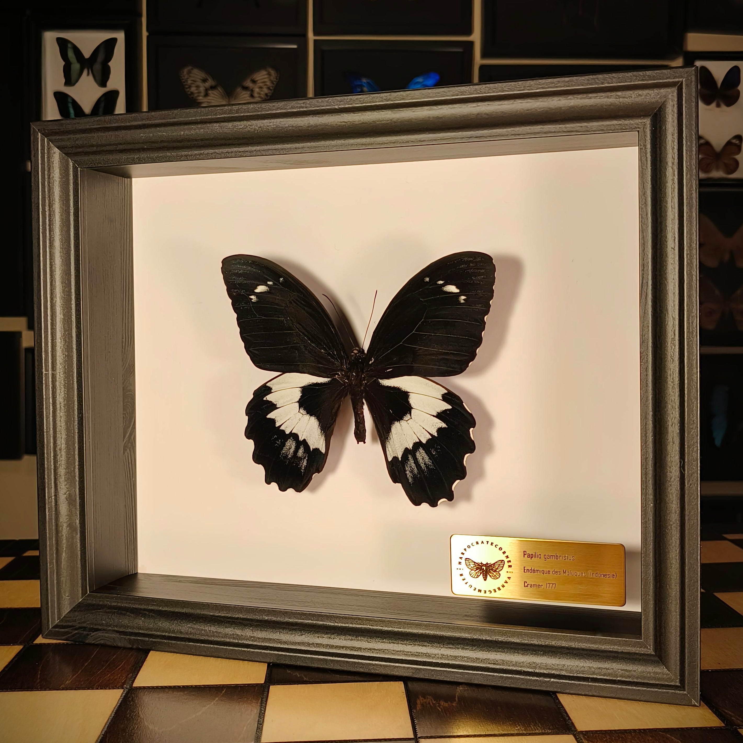 Premium - Papilio gambrisius