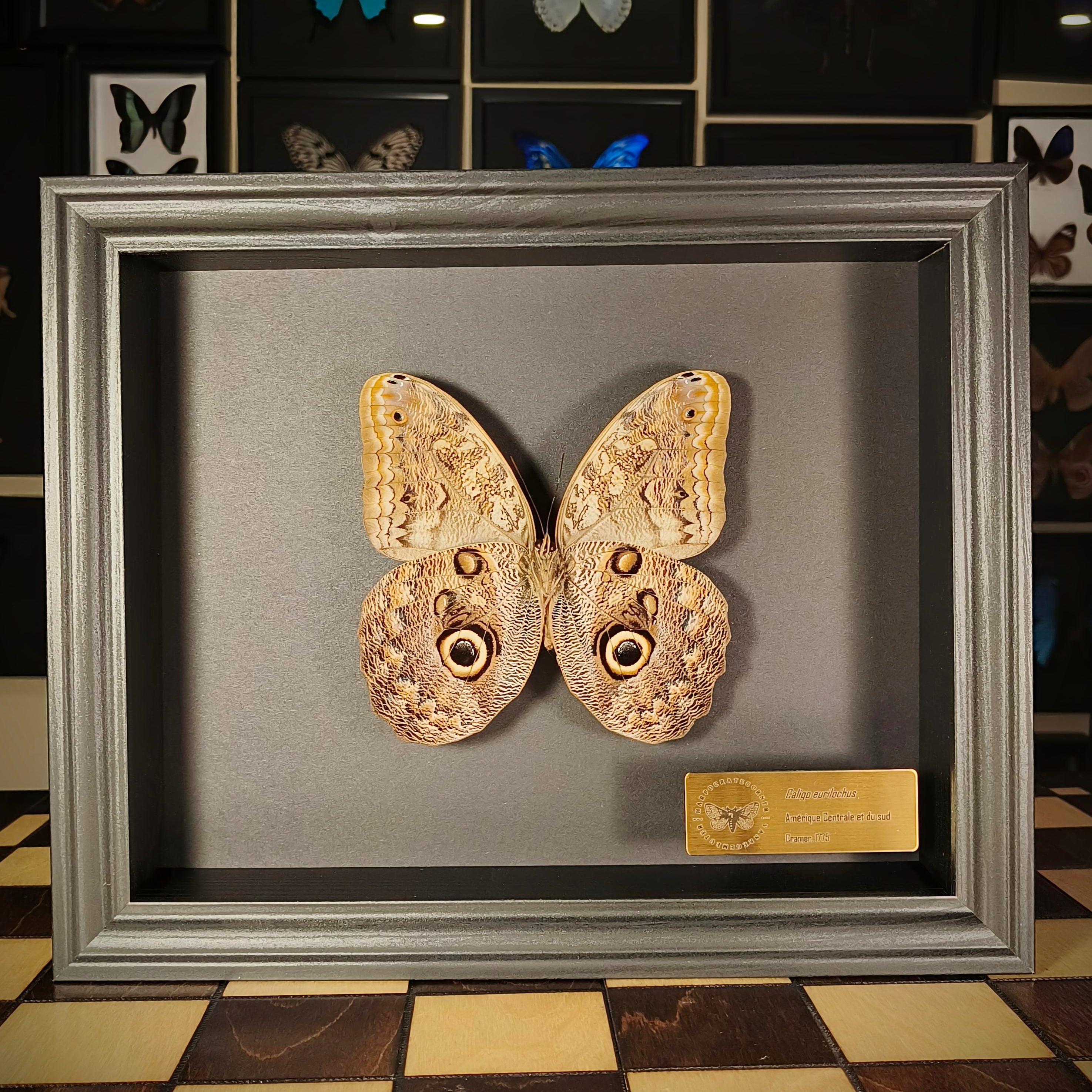 Premium - Caligo eurilochus