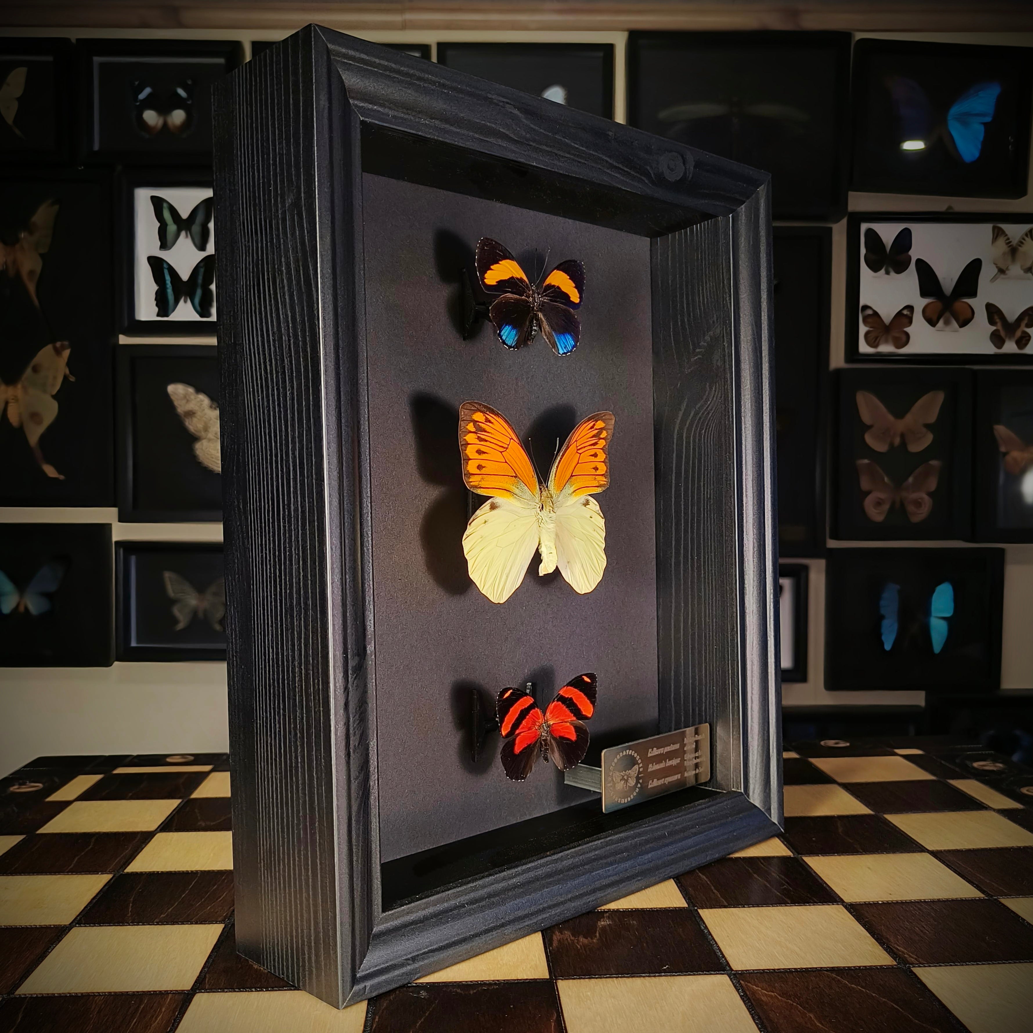 Premium - Callicore pastazza, Hebomoia leucippe, Callicore cynosura