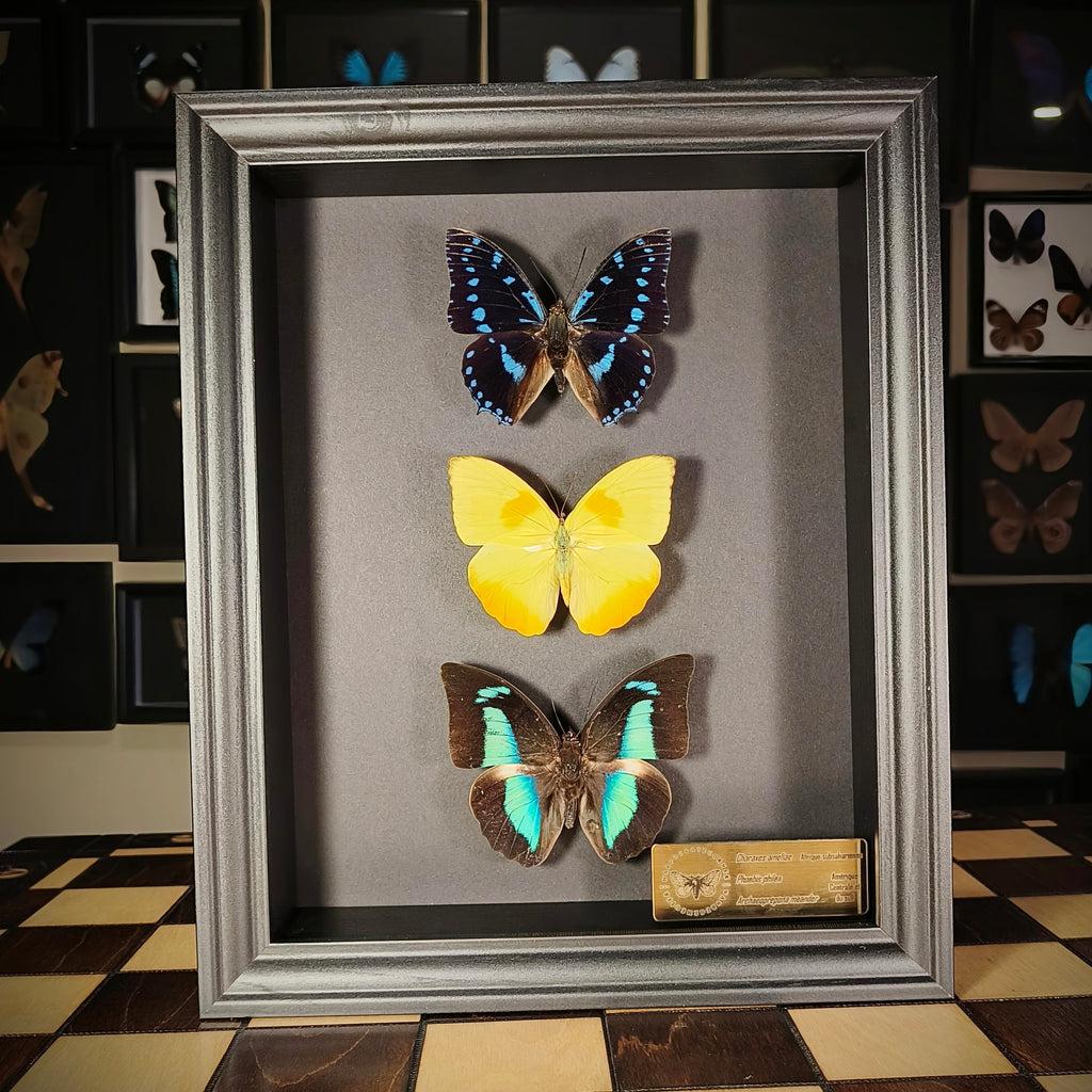 Premium - Charaxes ameliae, Phoebis philea, Archaeoprepona meander