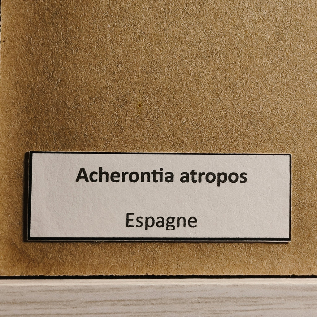 Acherontia atropos