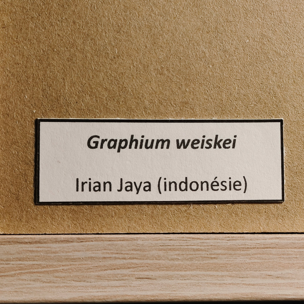Graphium weiskei