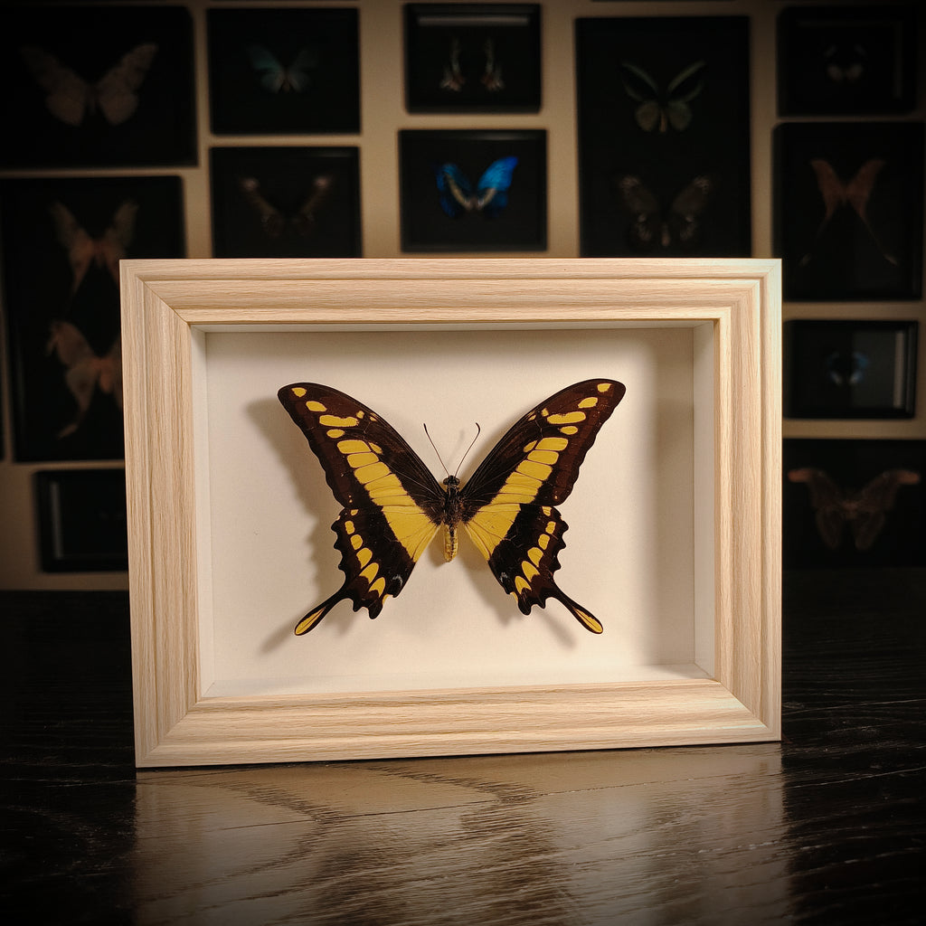 Papilio thoas