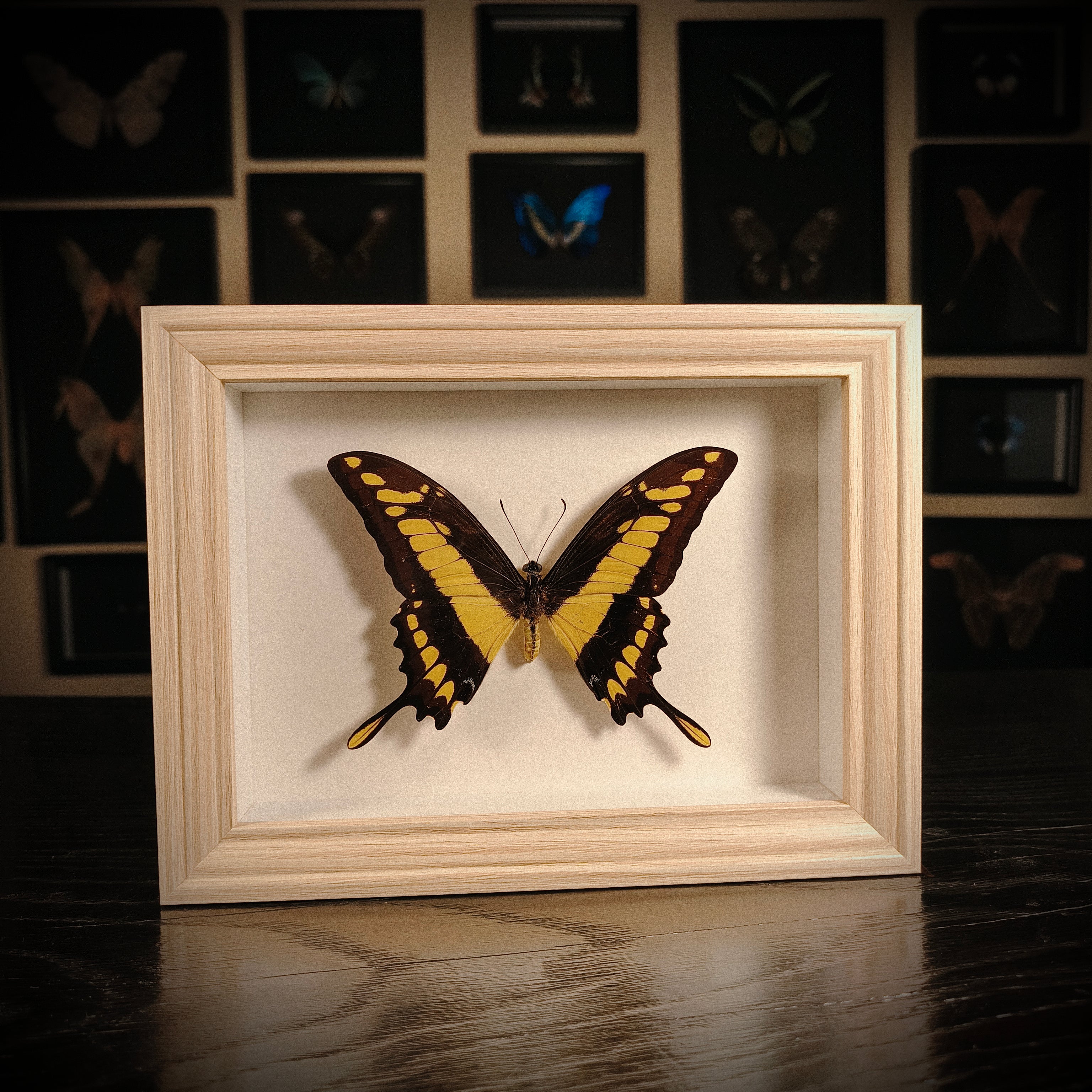 Papilio thoas