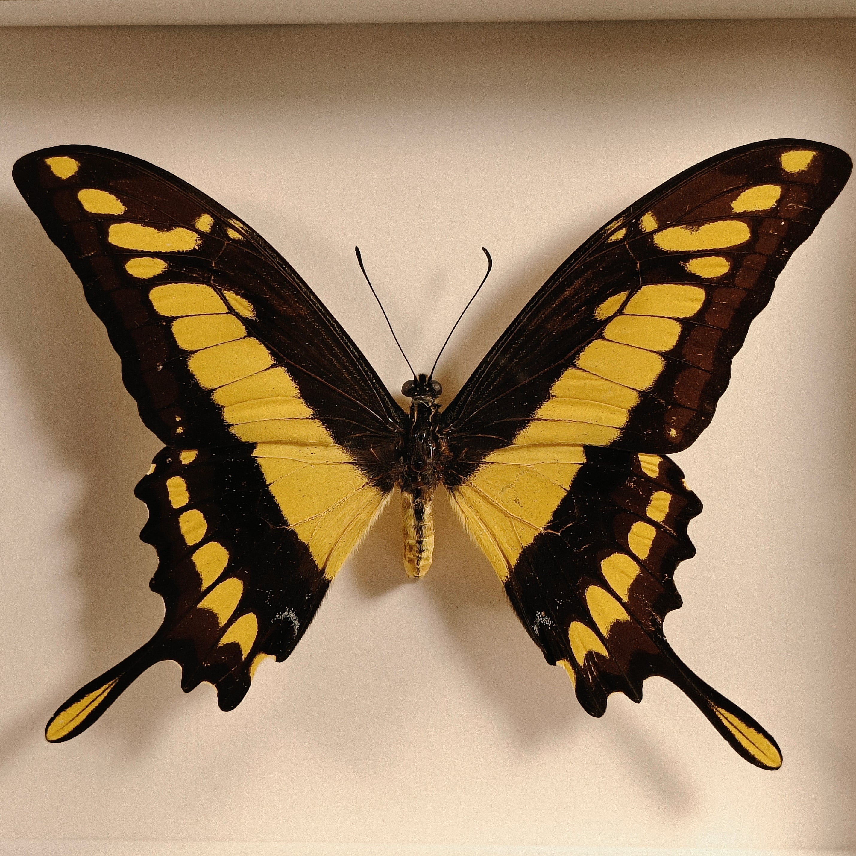Papilio thoas
