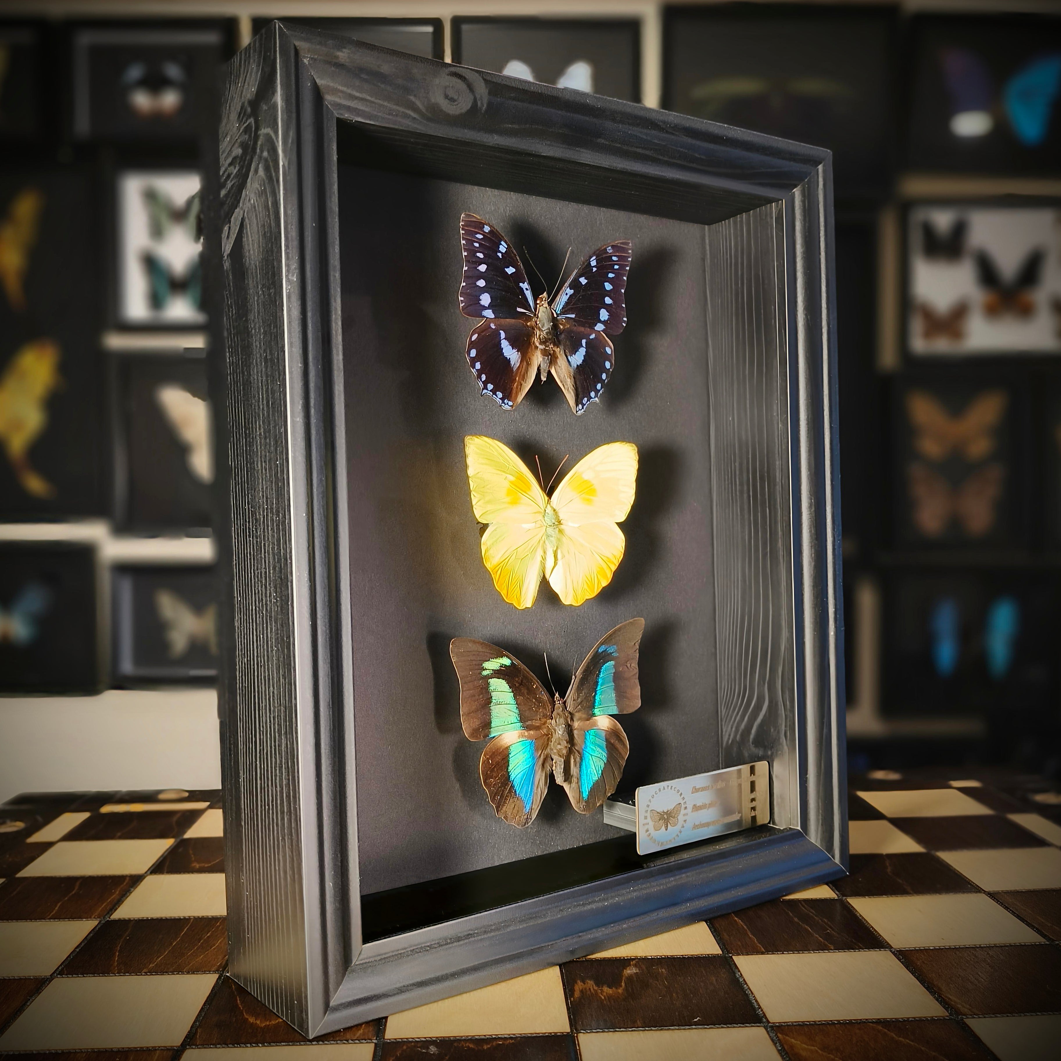 Premium - Charaxes ameliae, Phoebis philea, Archaeoprepona meander