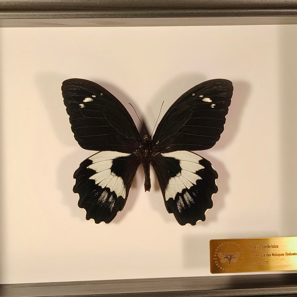 Premium - Papilio gambrisius
