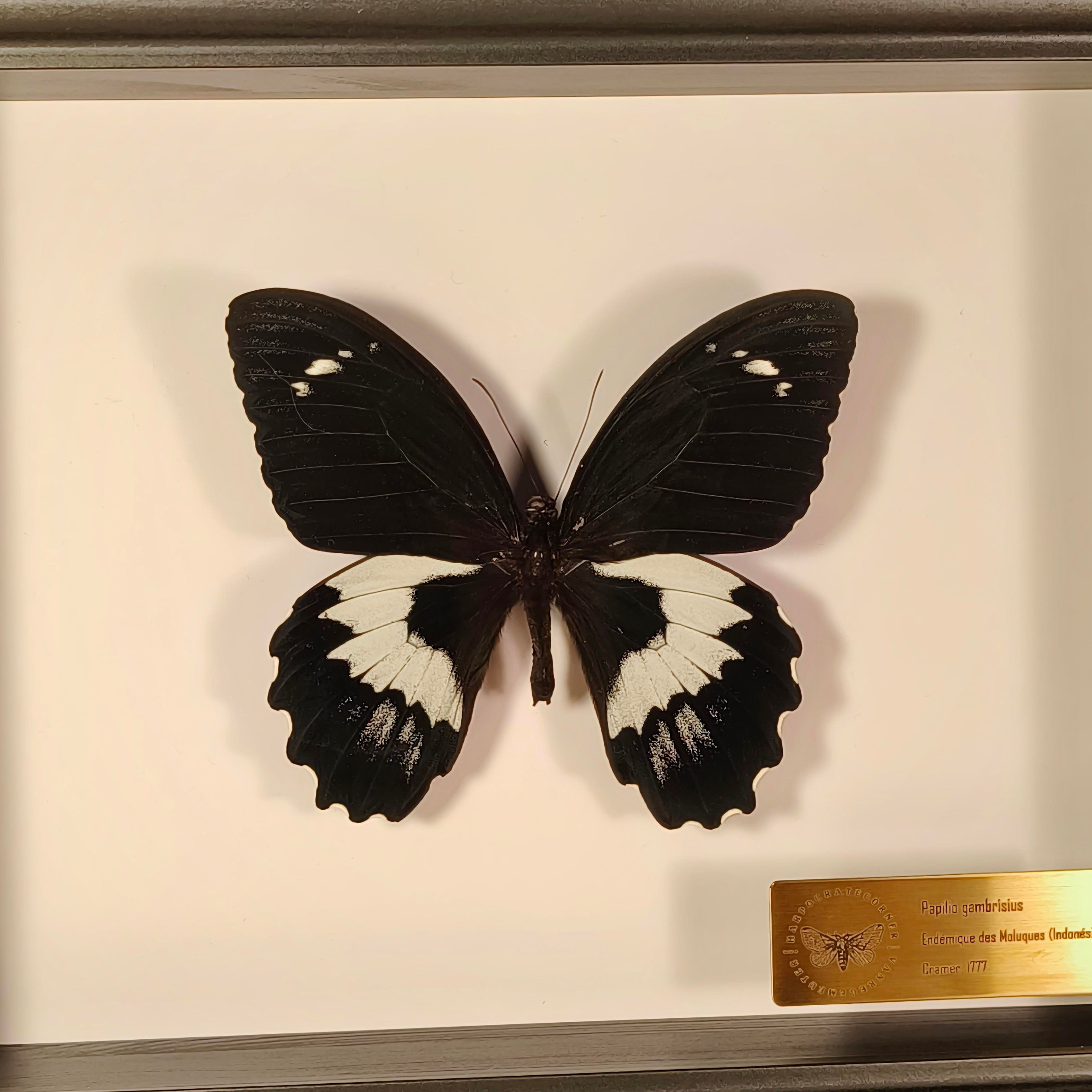 Premium - Papilio gambrisius