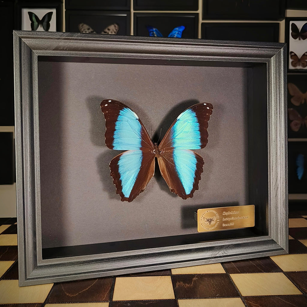 Premium - Morpho helenor