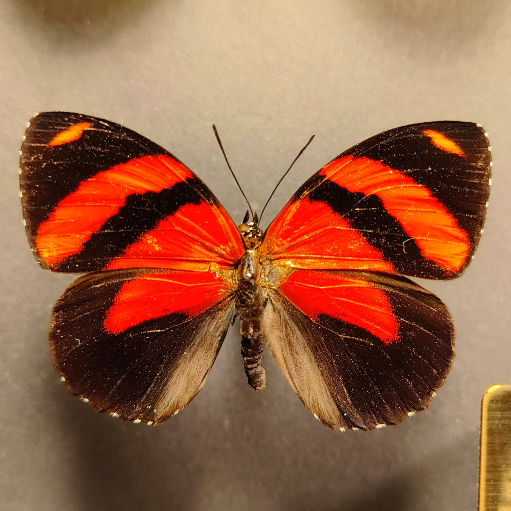 Premium - Callicore pastazza, Hebomoia leucippe, Callicore cynosura