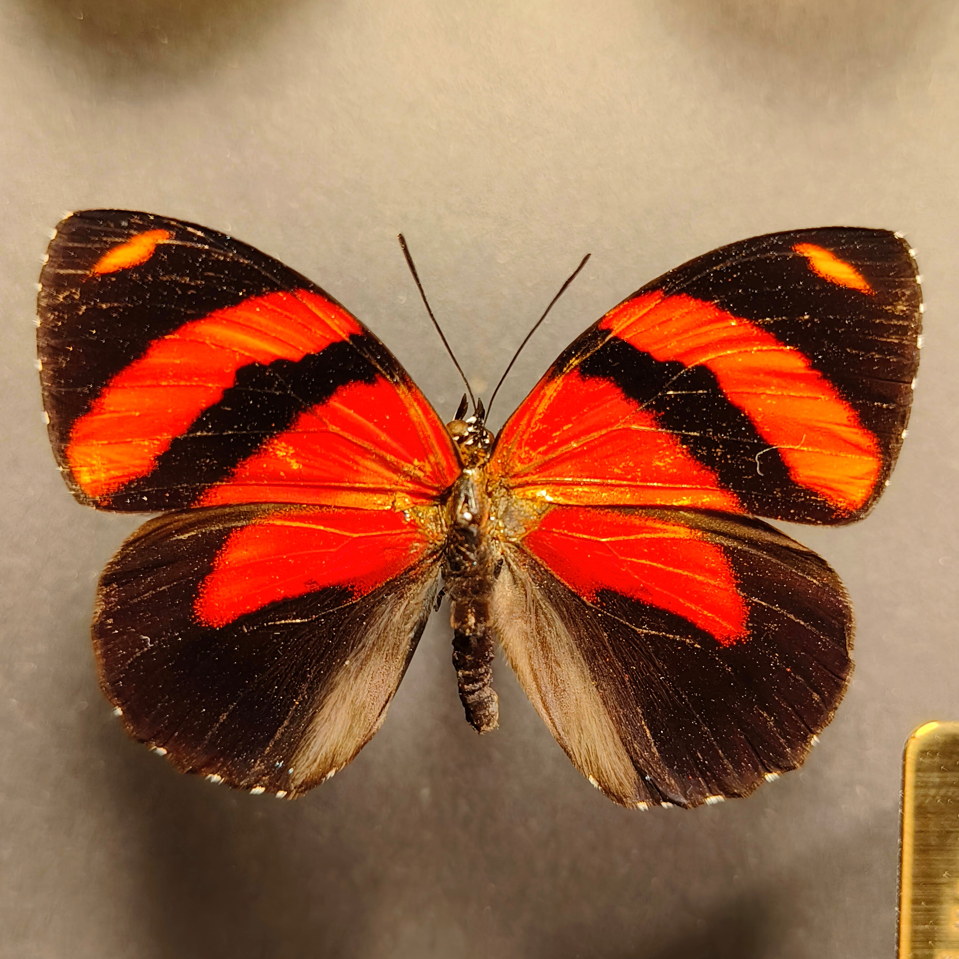 Premium - Callicore pastazza, Hebomoia leucippe, Callicore cynosura