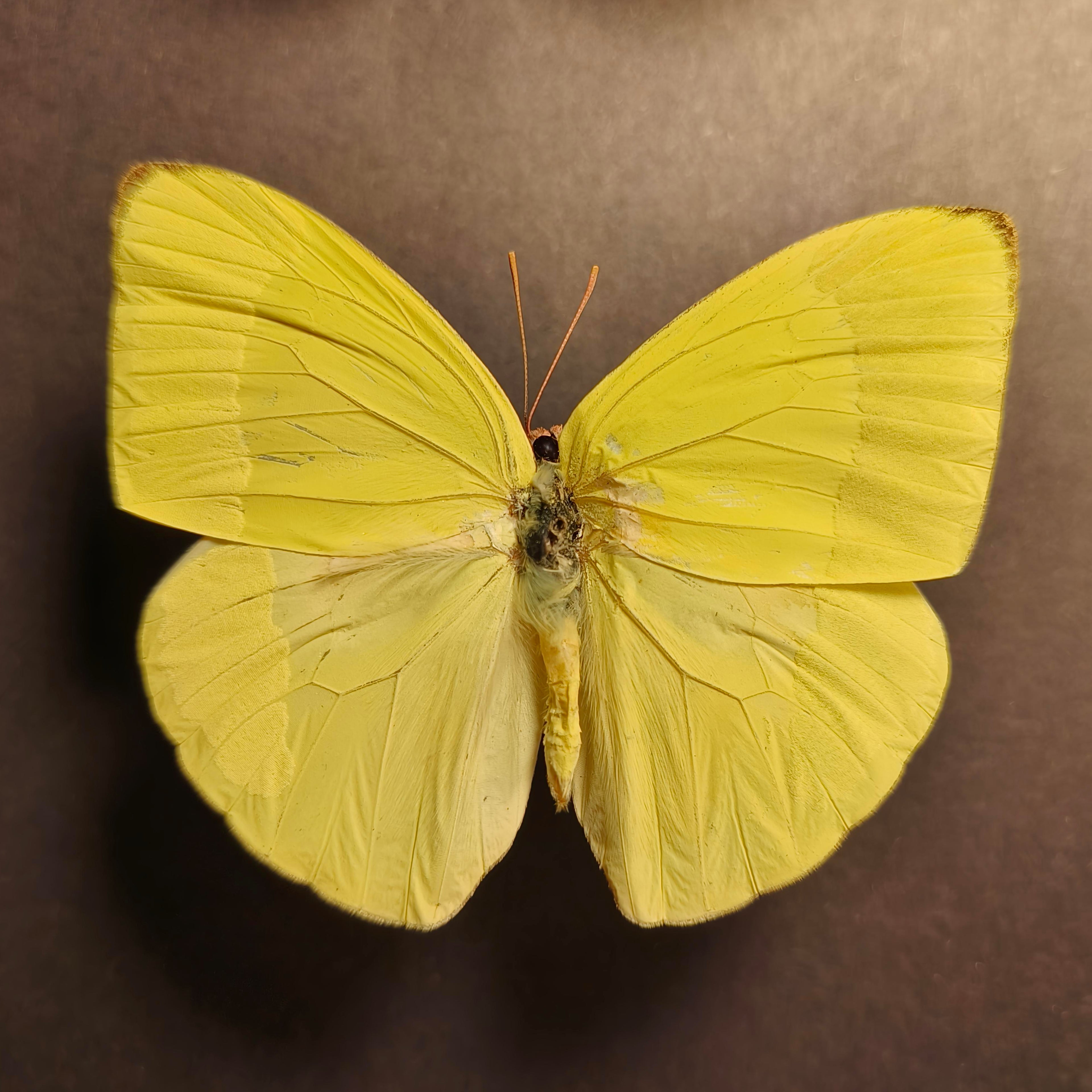 Premium - Godyris duilia, Aphrissa fluminensis, Haetera piera