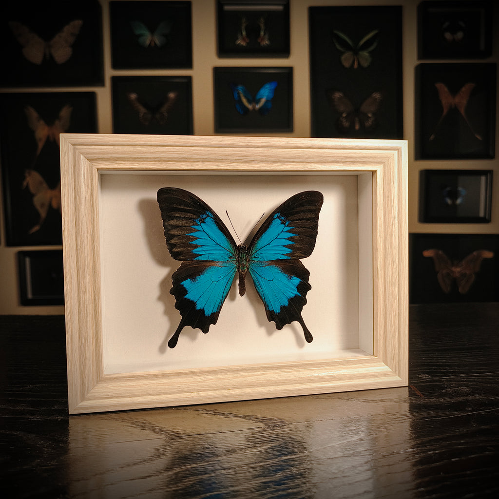 Papilio ulysses
