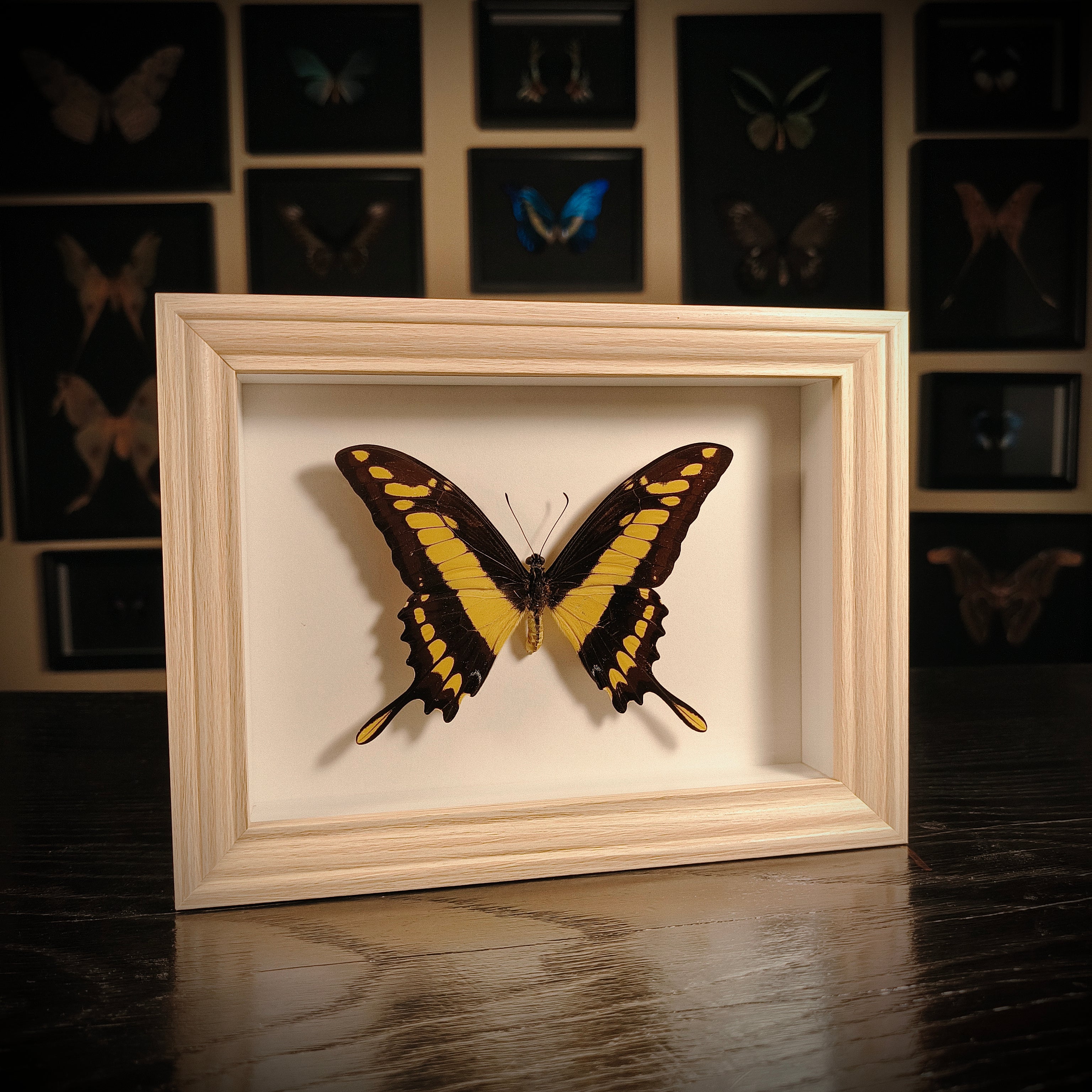 Papilio thoas