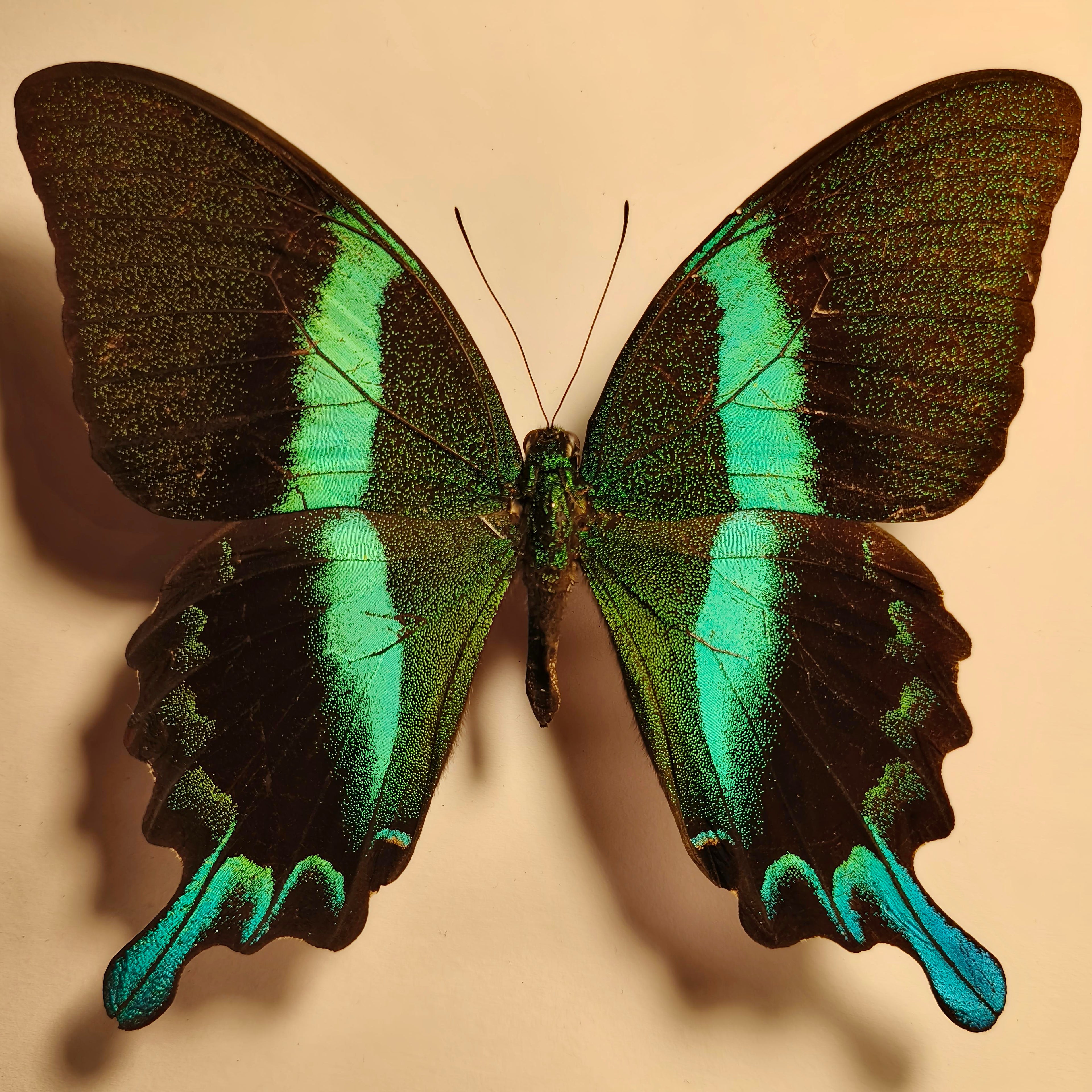 Premium - Papilio blumei