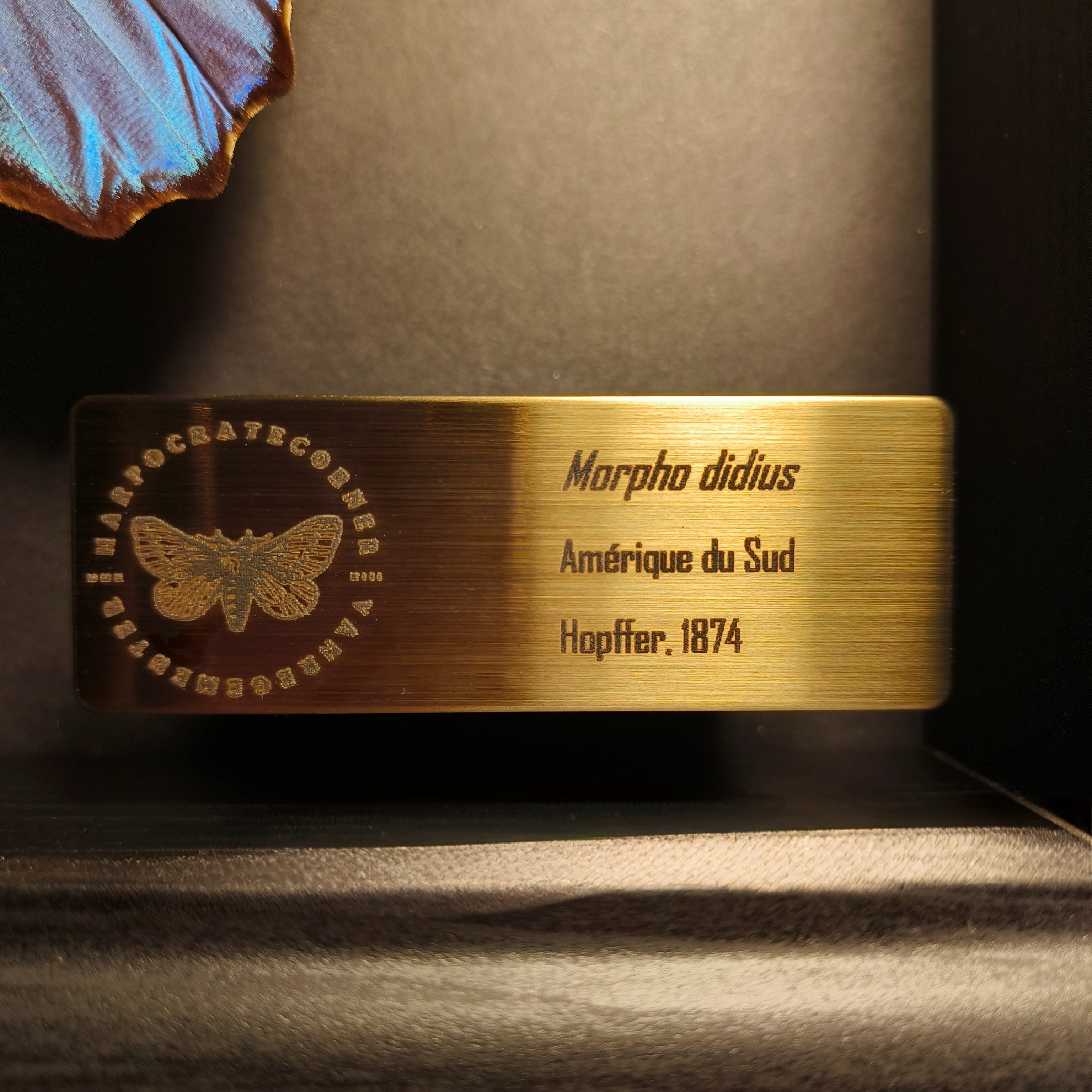 Premium - Morpho didius