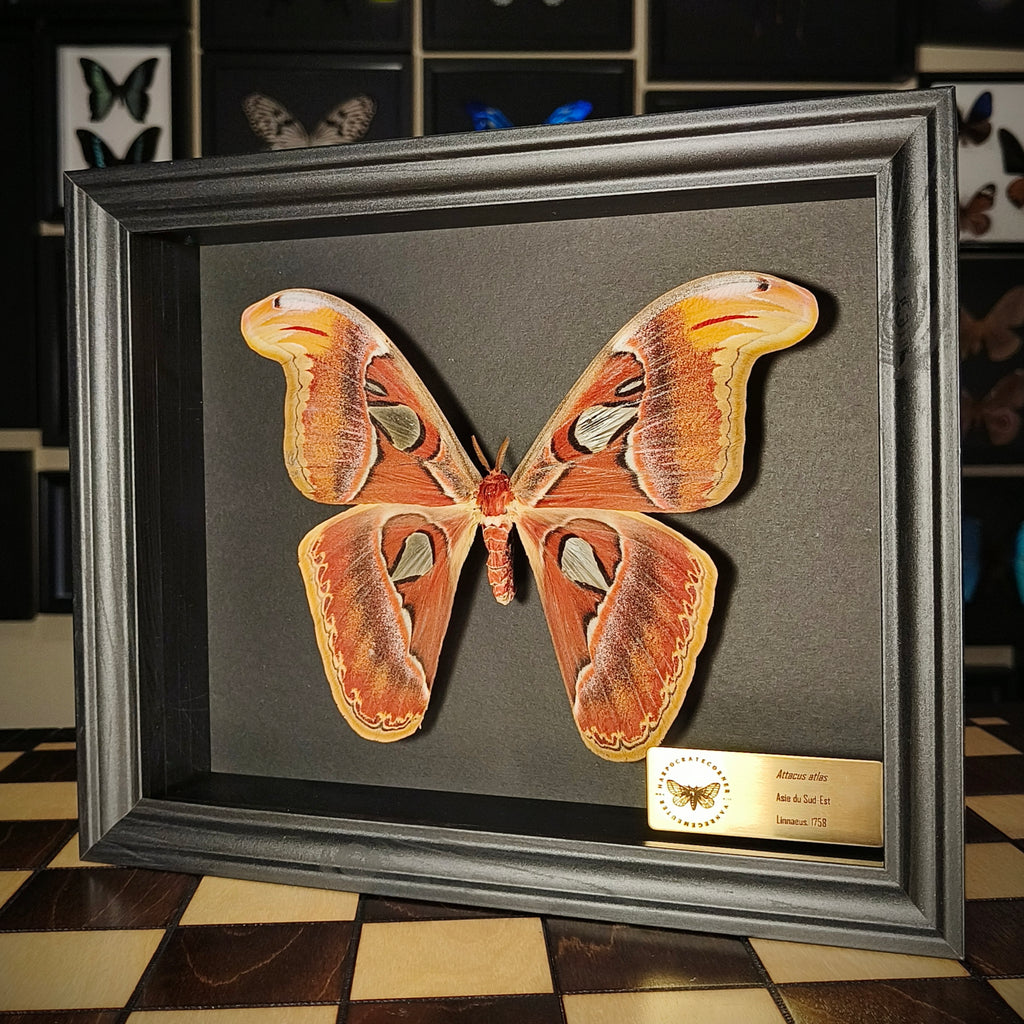 Premium - Attacus atlas