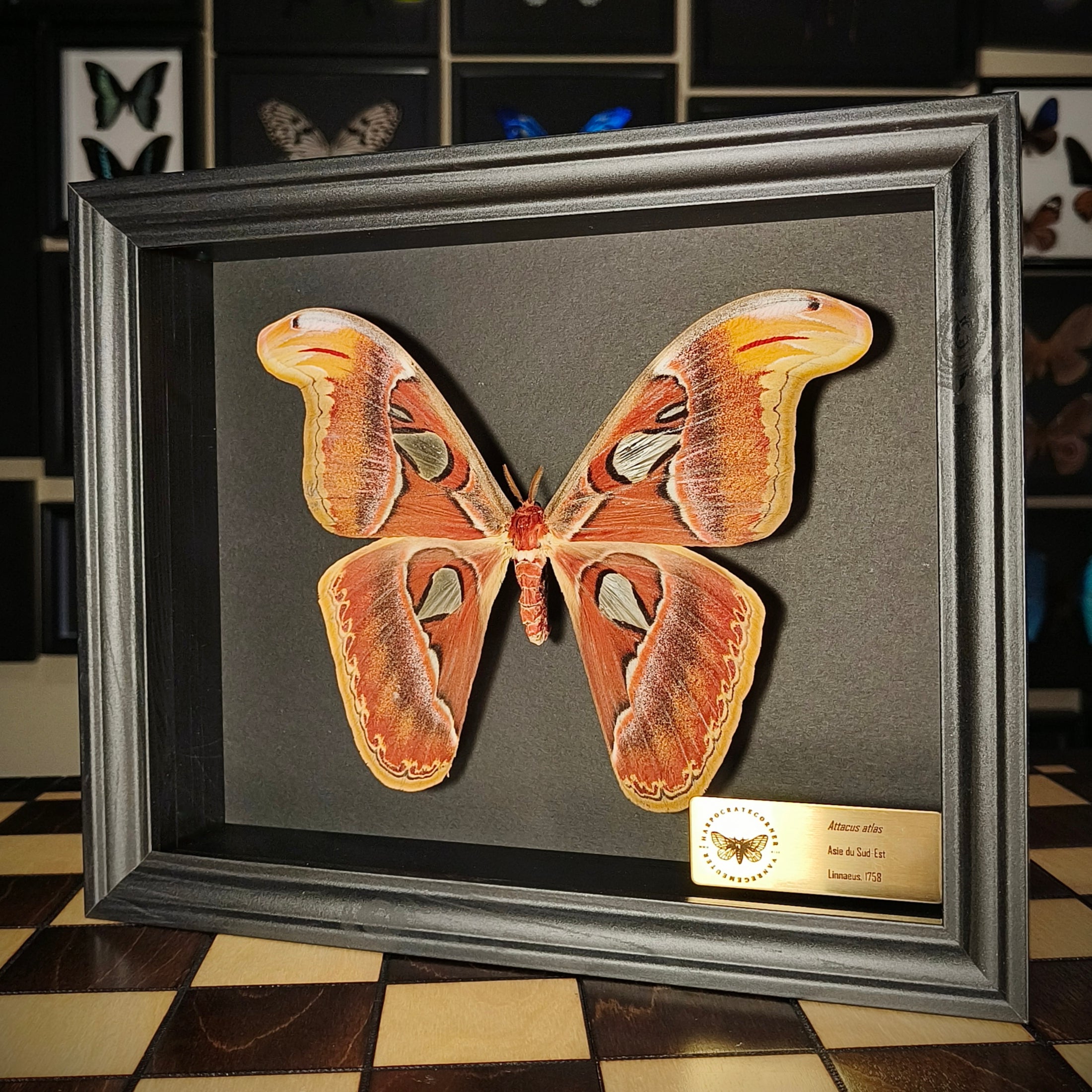 Premium - Attacus atlas