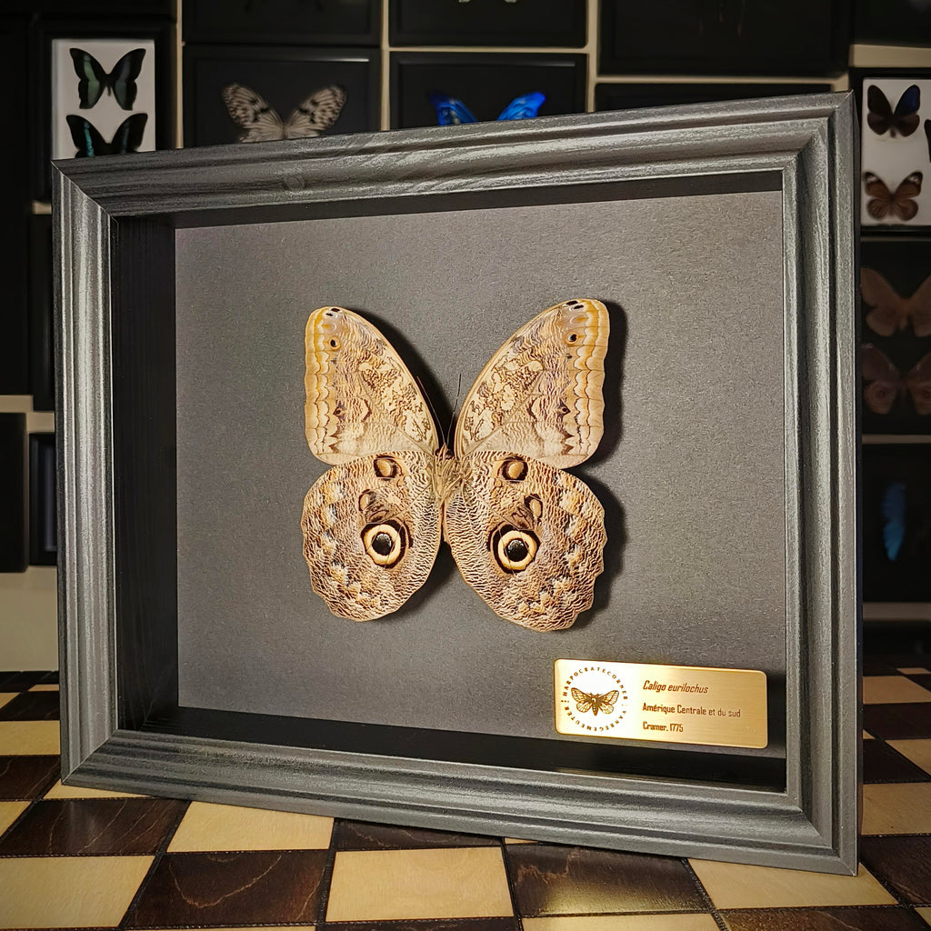 Premium - Caligo eurilochus