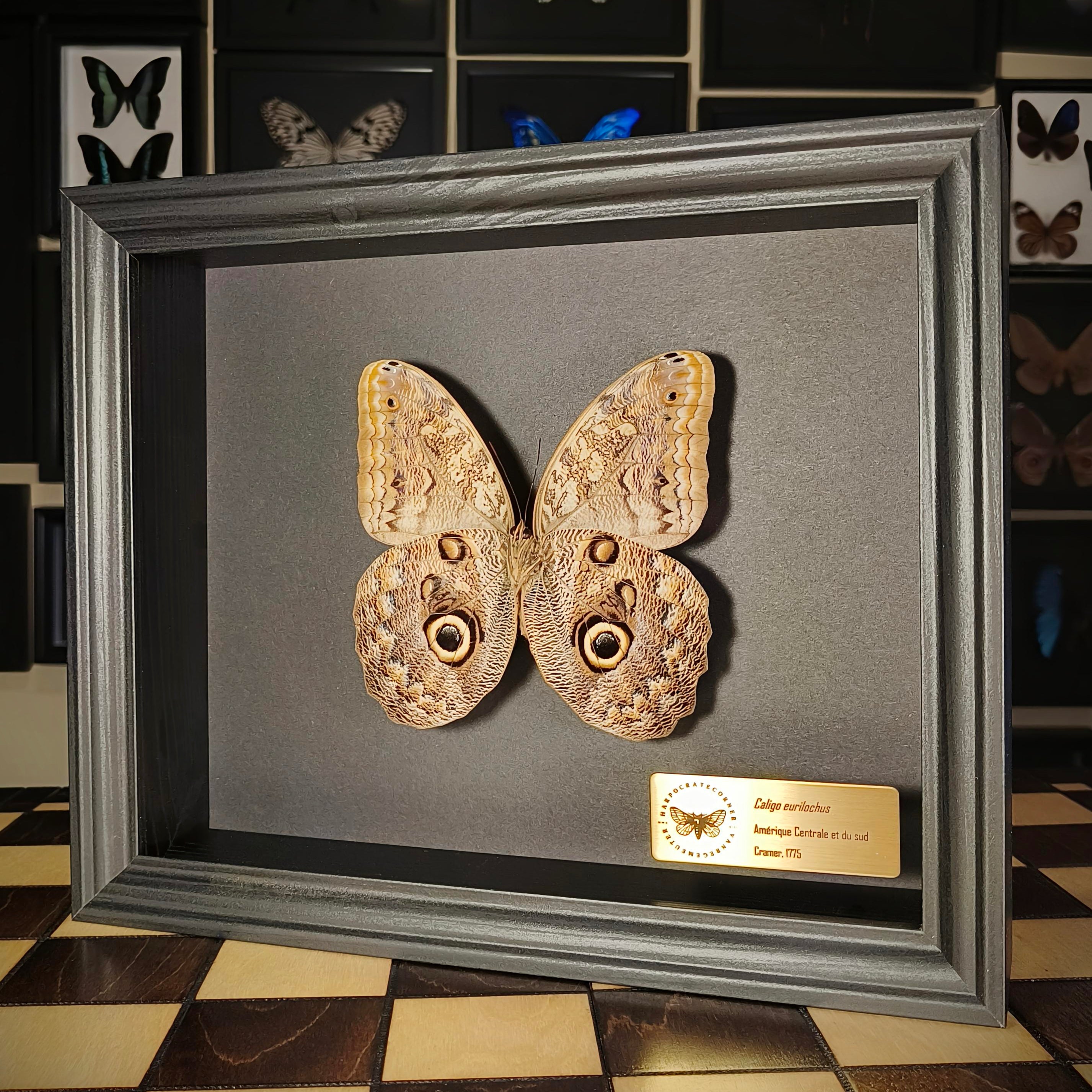 Premium - Caligo eurilochus