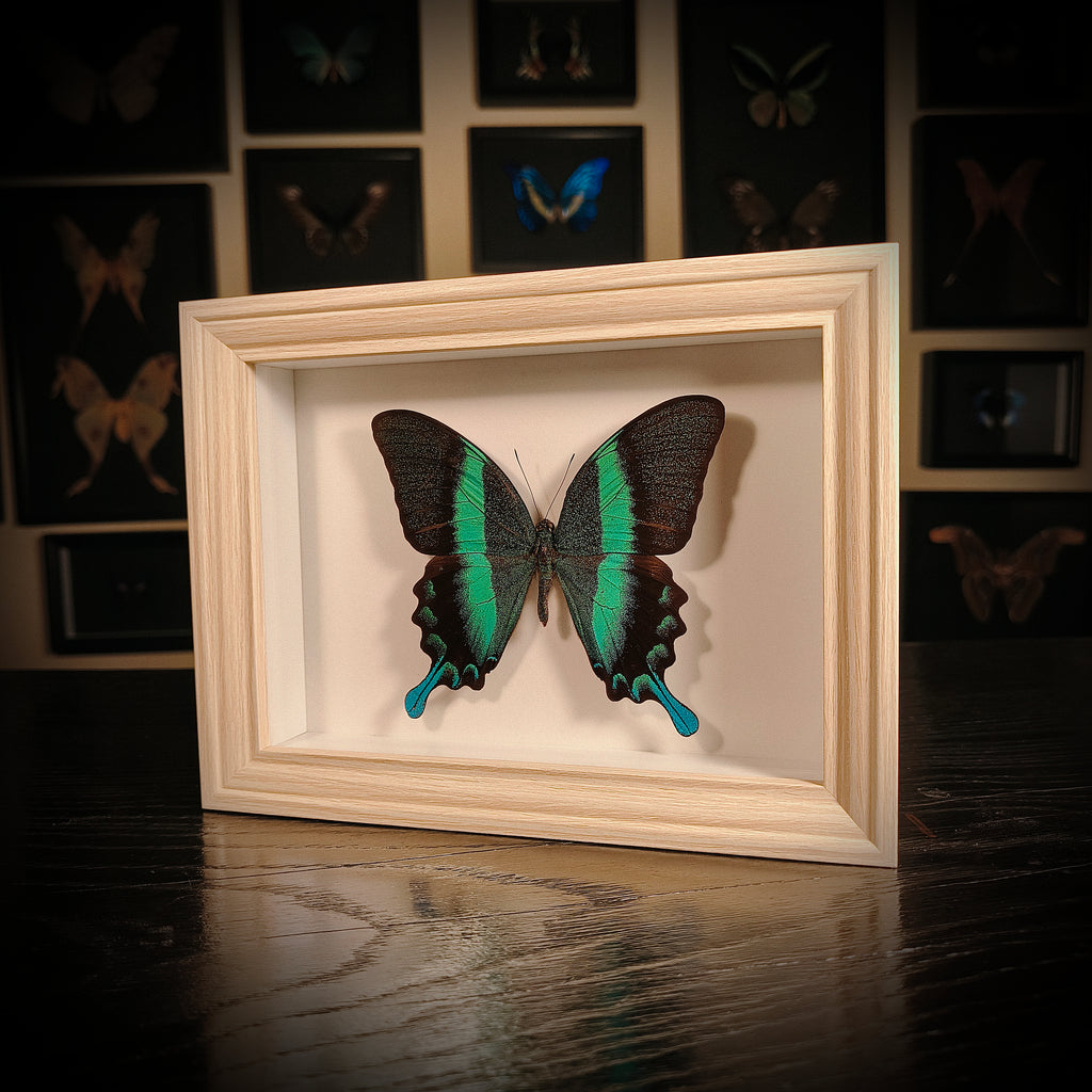 Papilio blumei