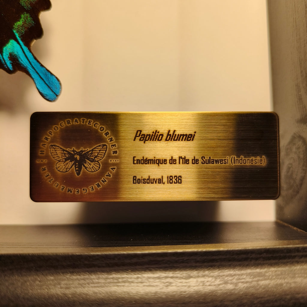 Premium - Papilio blumei