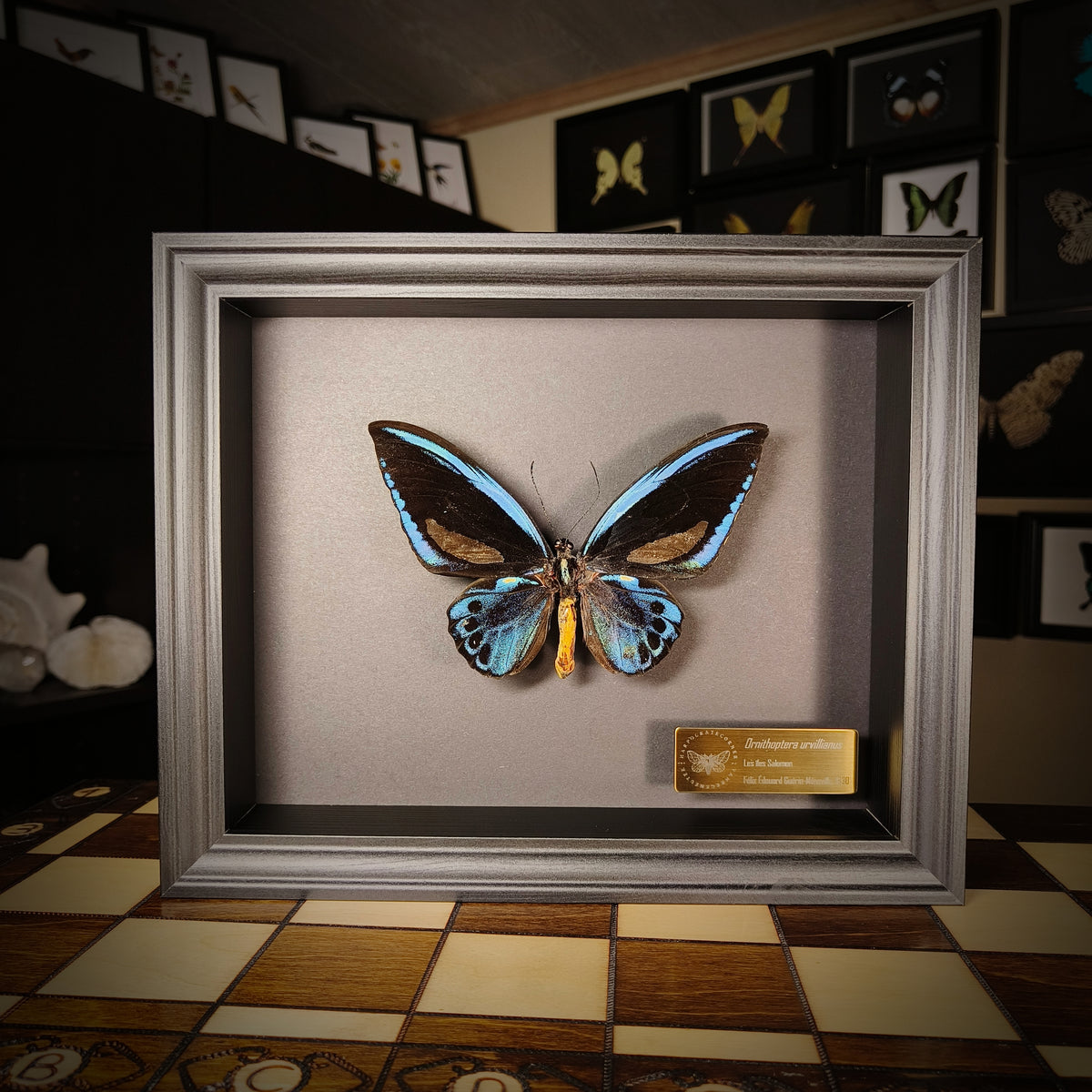 Ornithoptera urvillianus (Pièce unique)