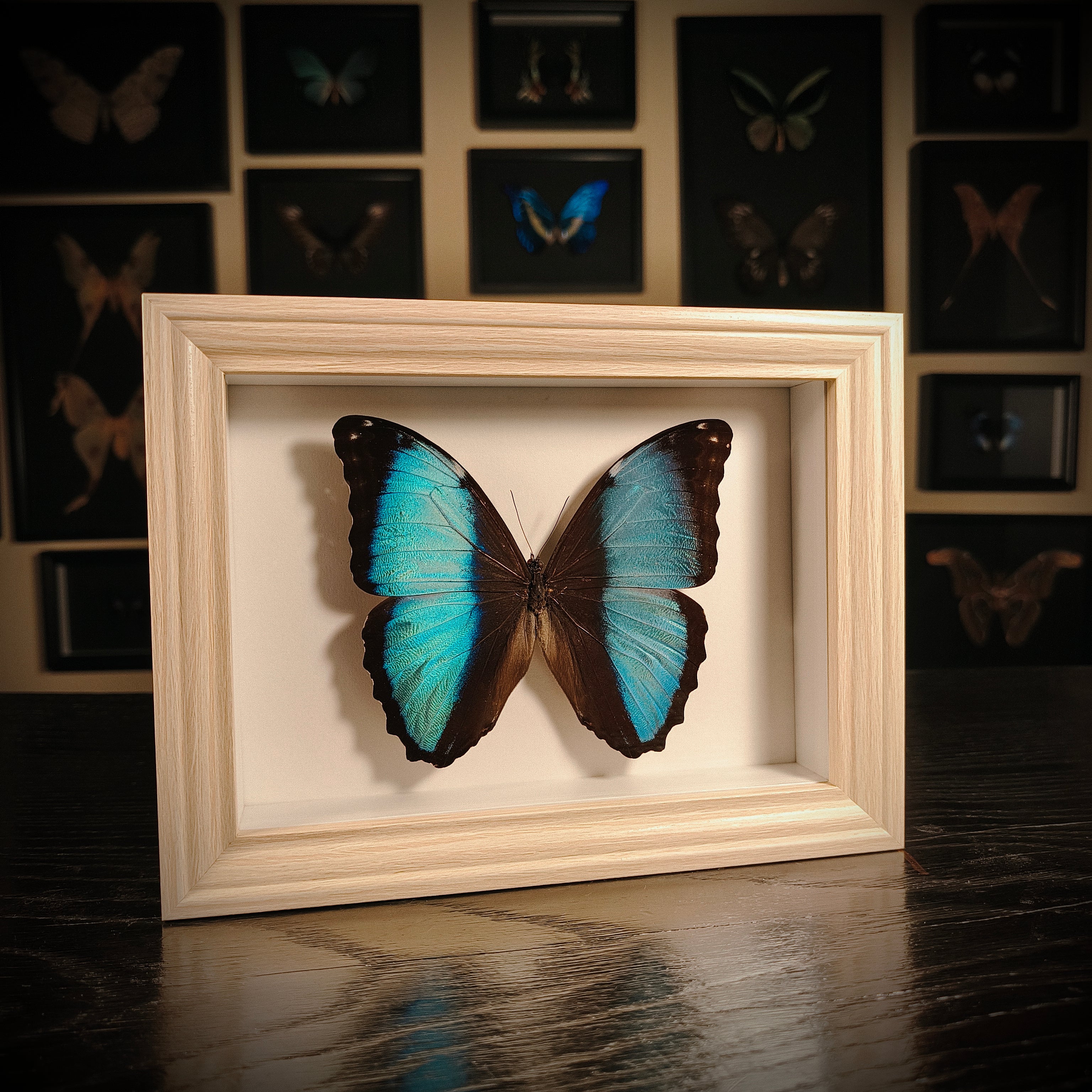 Morpho helenor