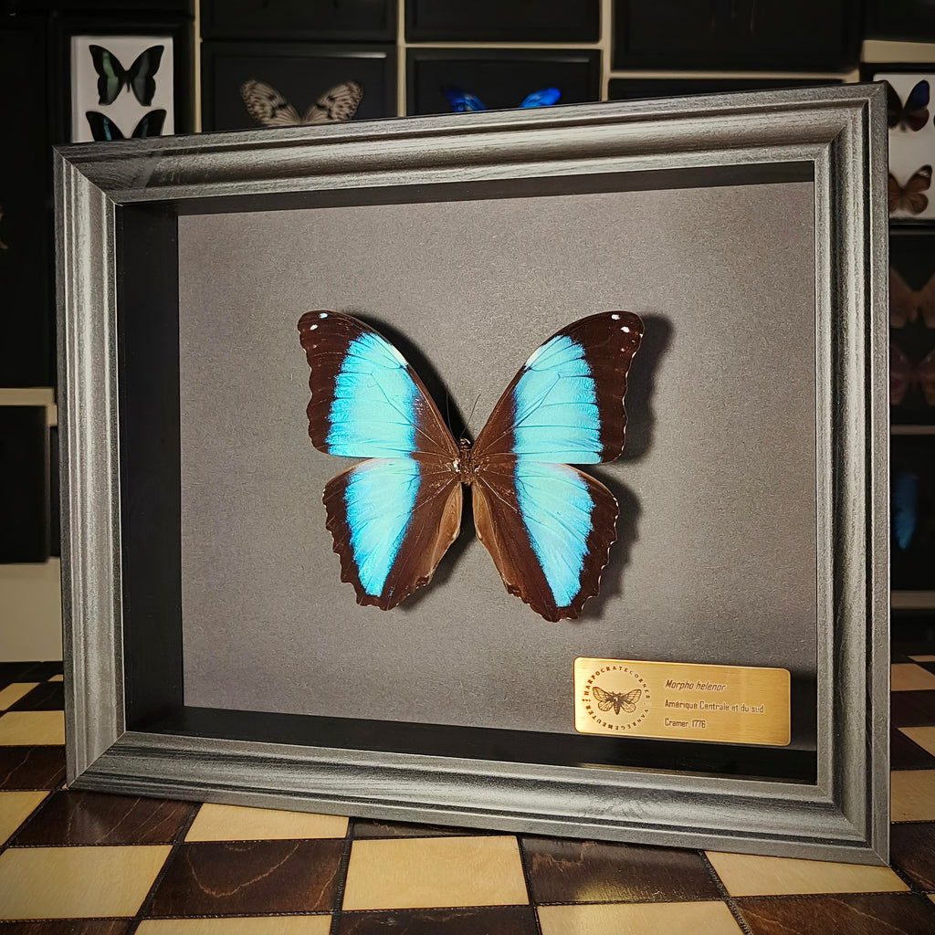 Premium - Morpho helenor