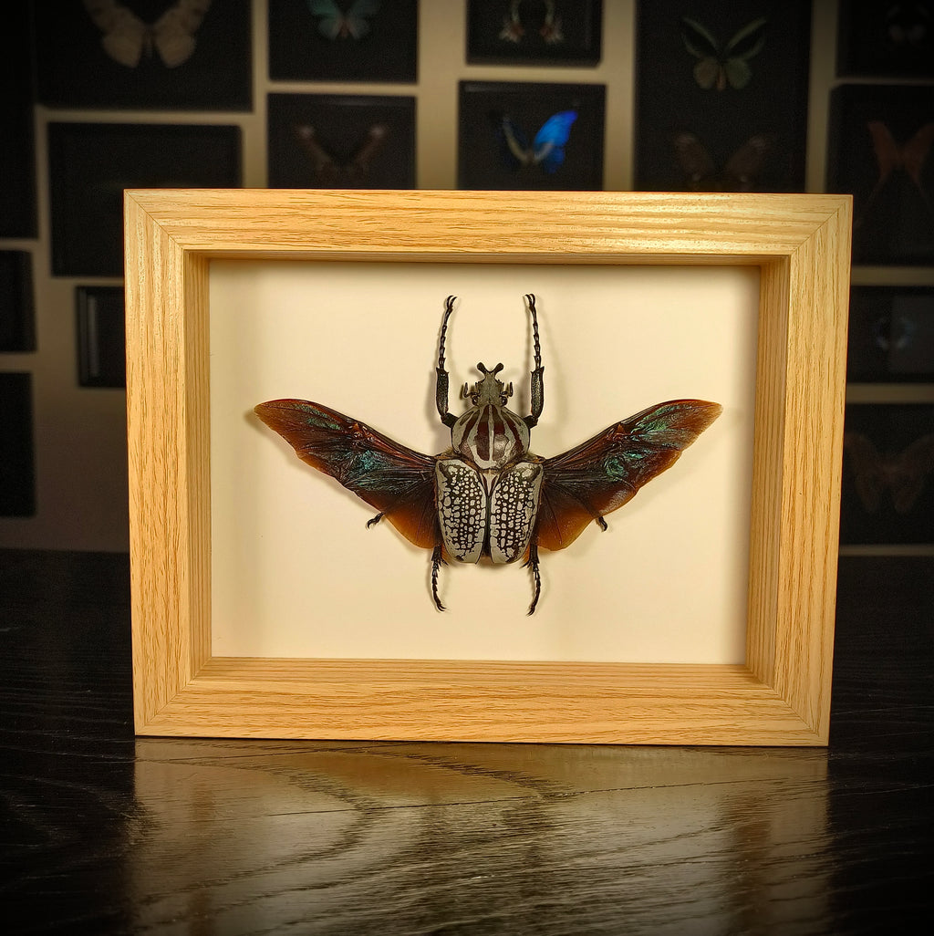 Goliathus goliatus meleagris