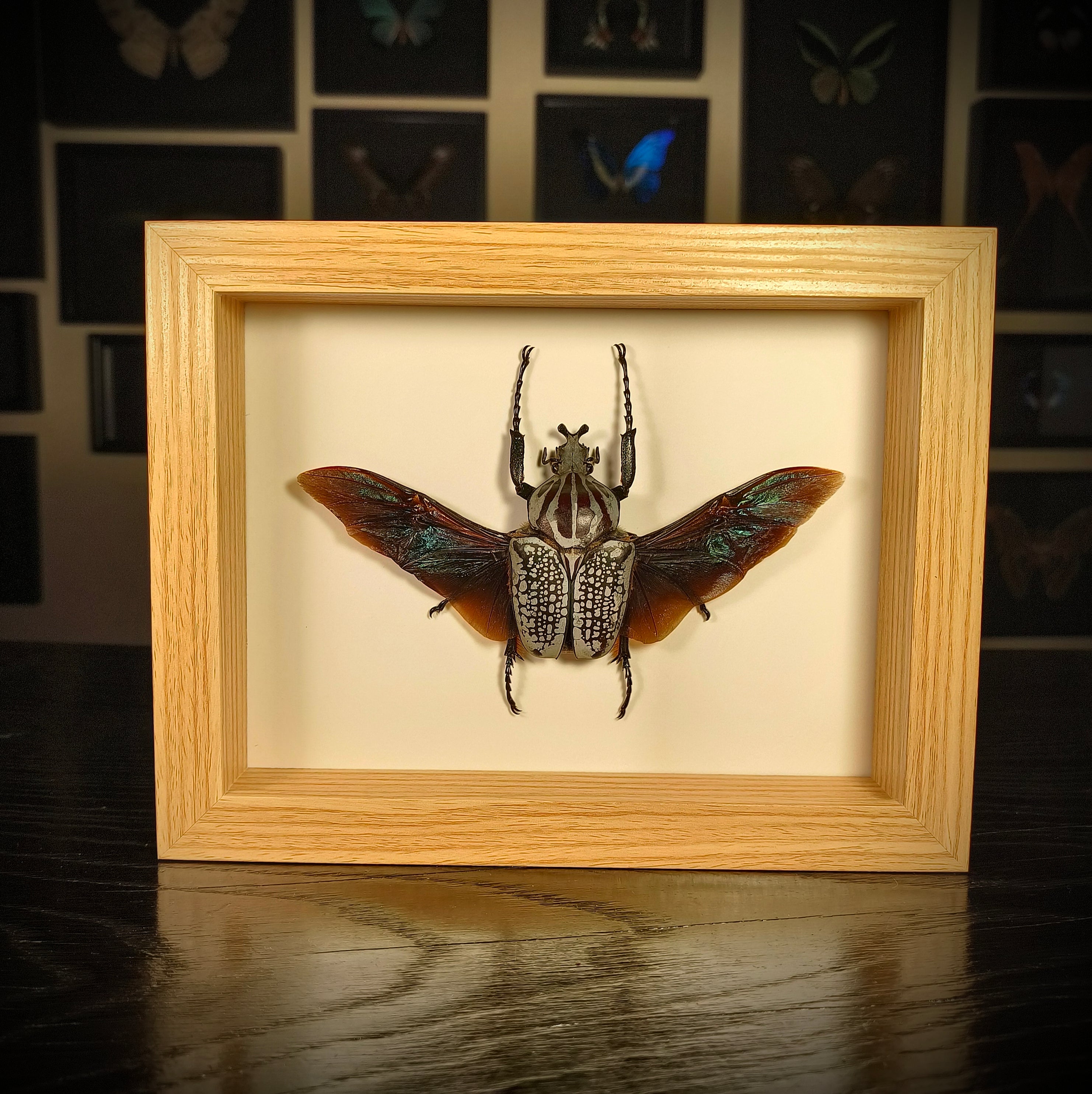 Goliathus goliatus meleagris