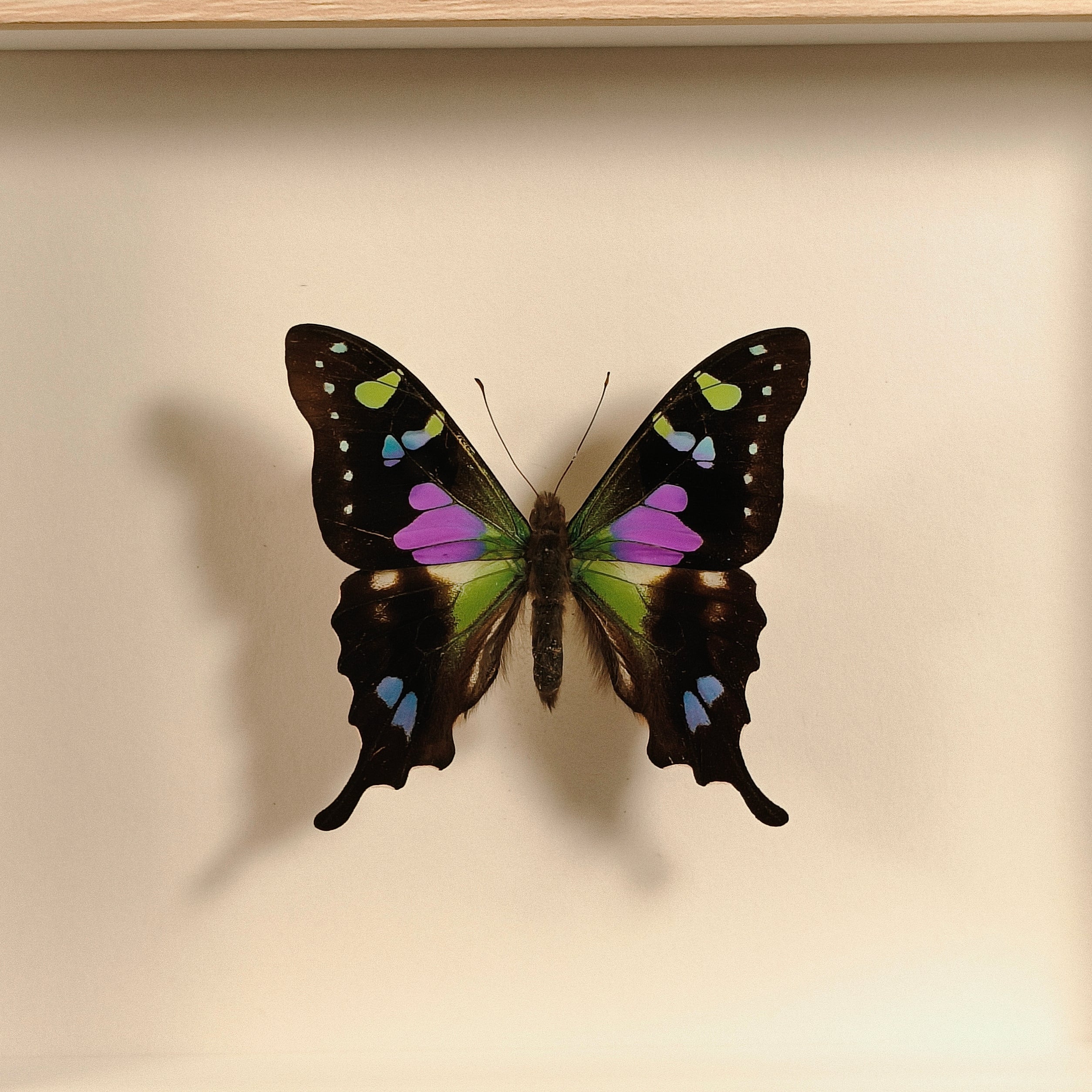 Graphium weiskei