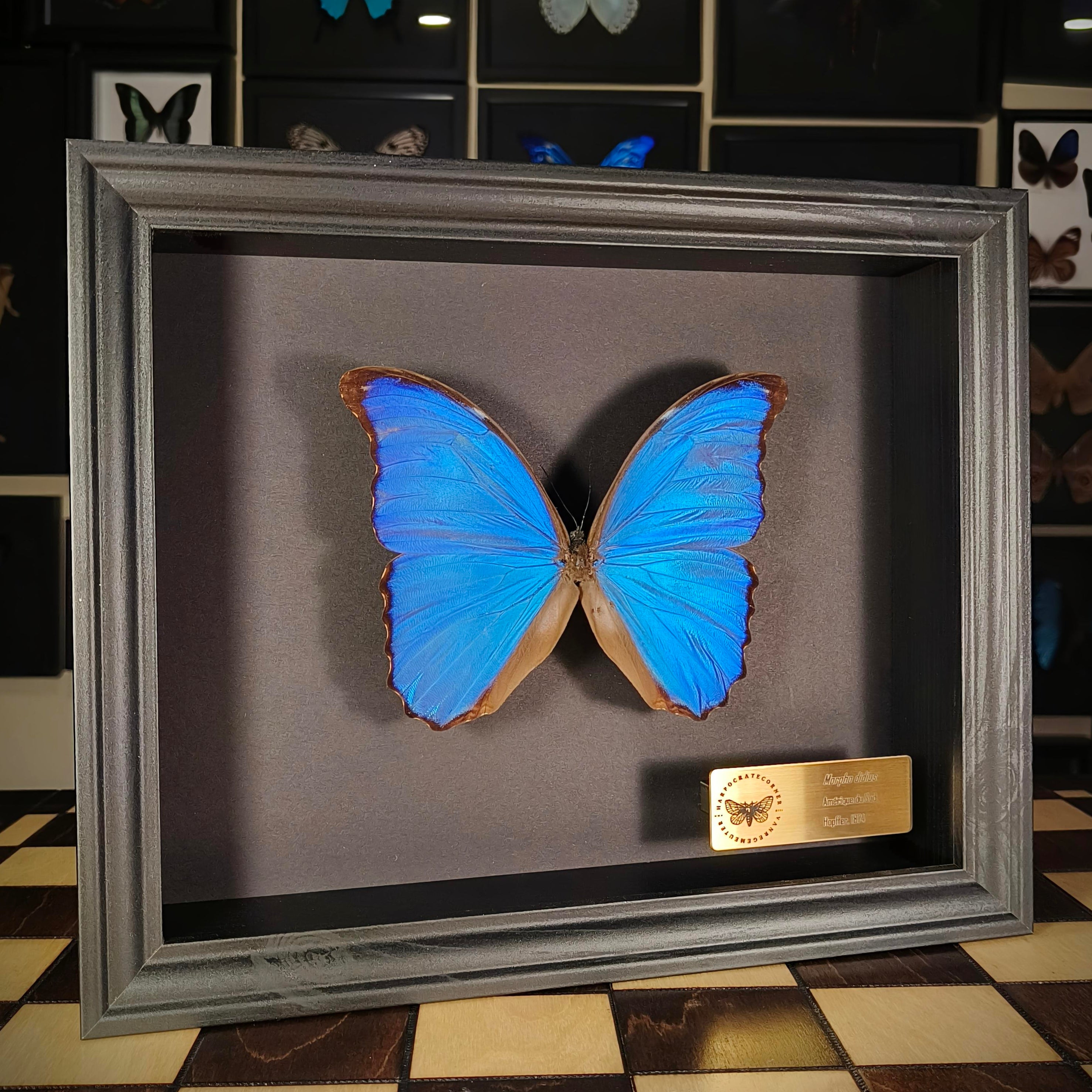 Premium - Morpho didius