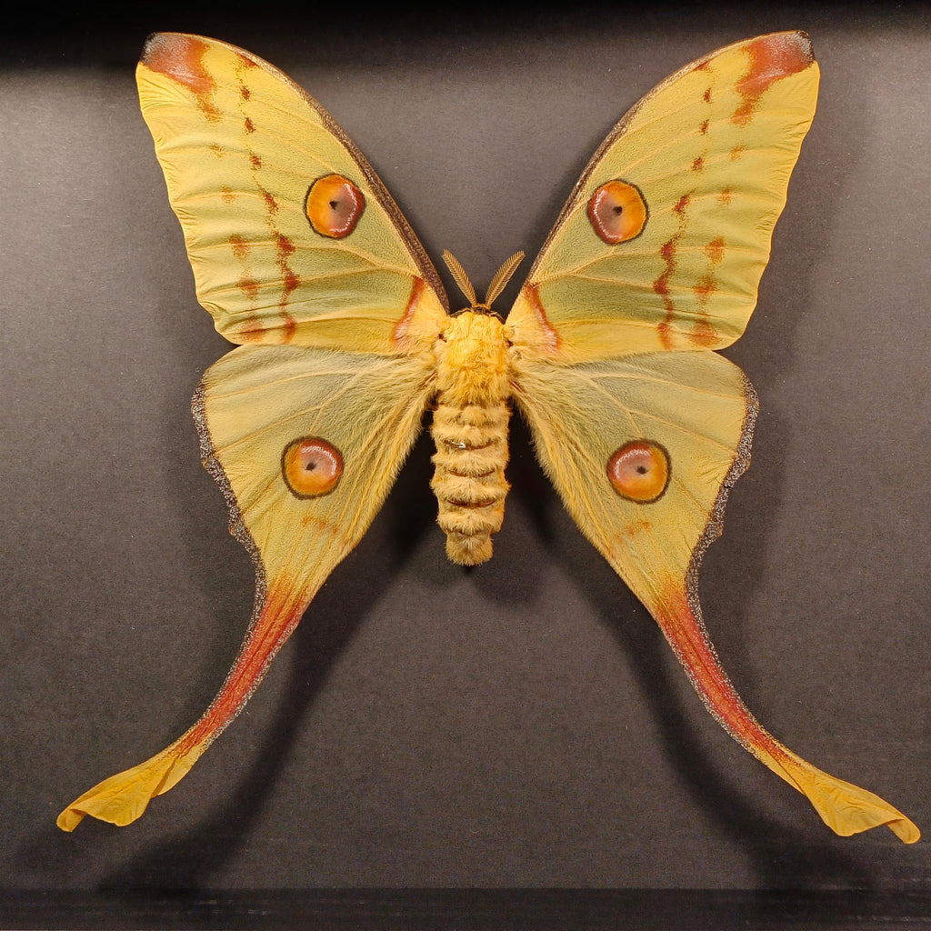 Argema mittrei (Femelle) (pièce unique)
