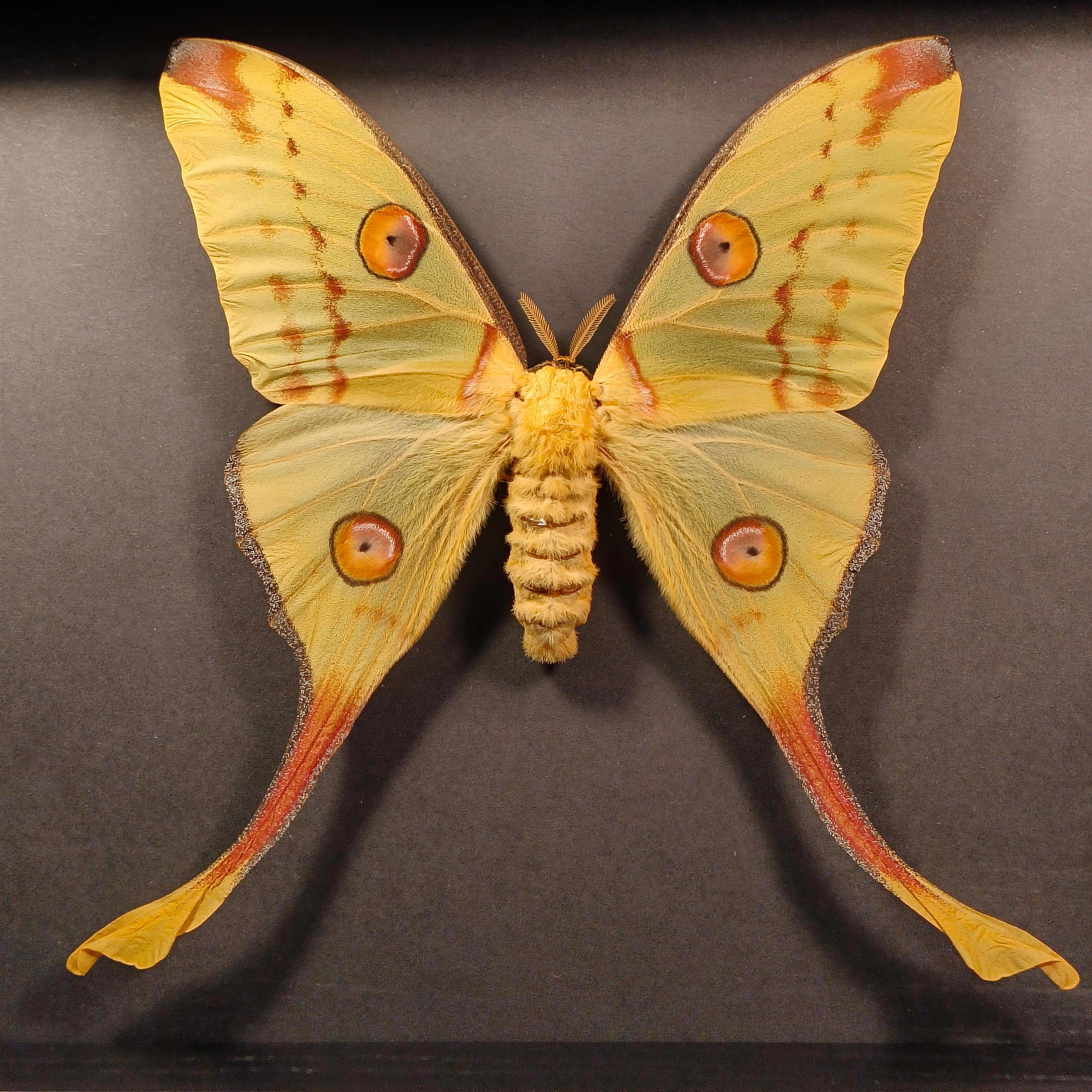 Argema mittrei (Femelle) (pièce unique)
