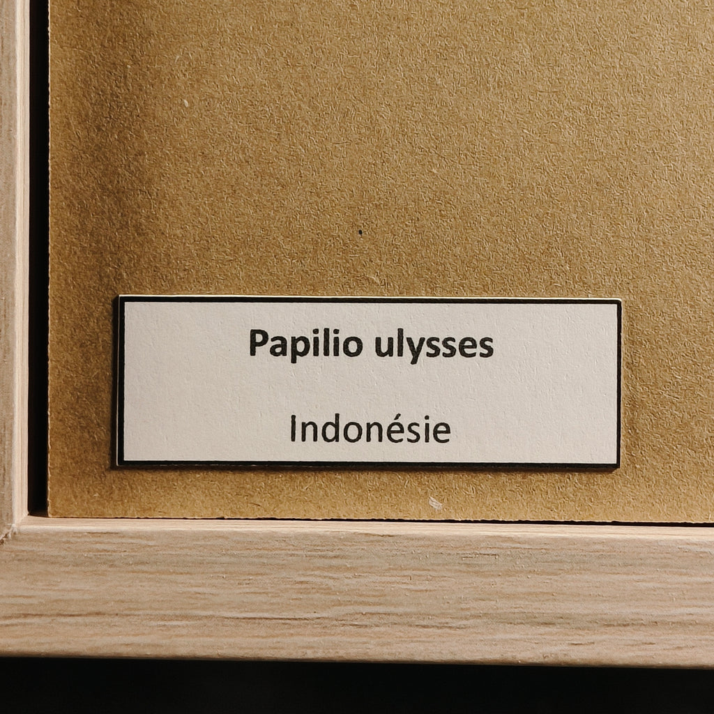 Papilio ulysses
