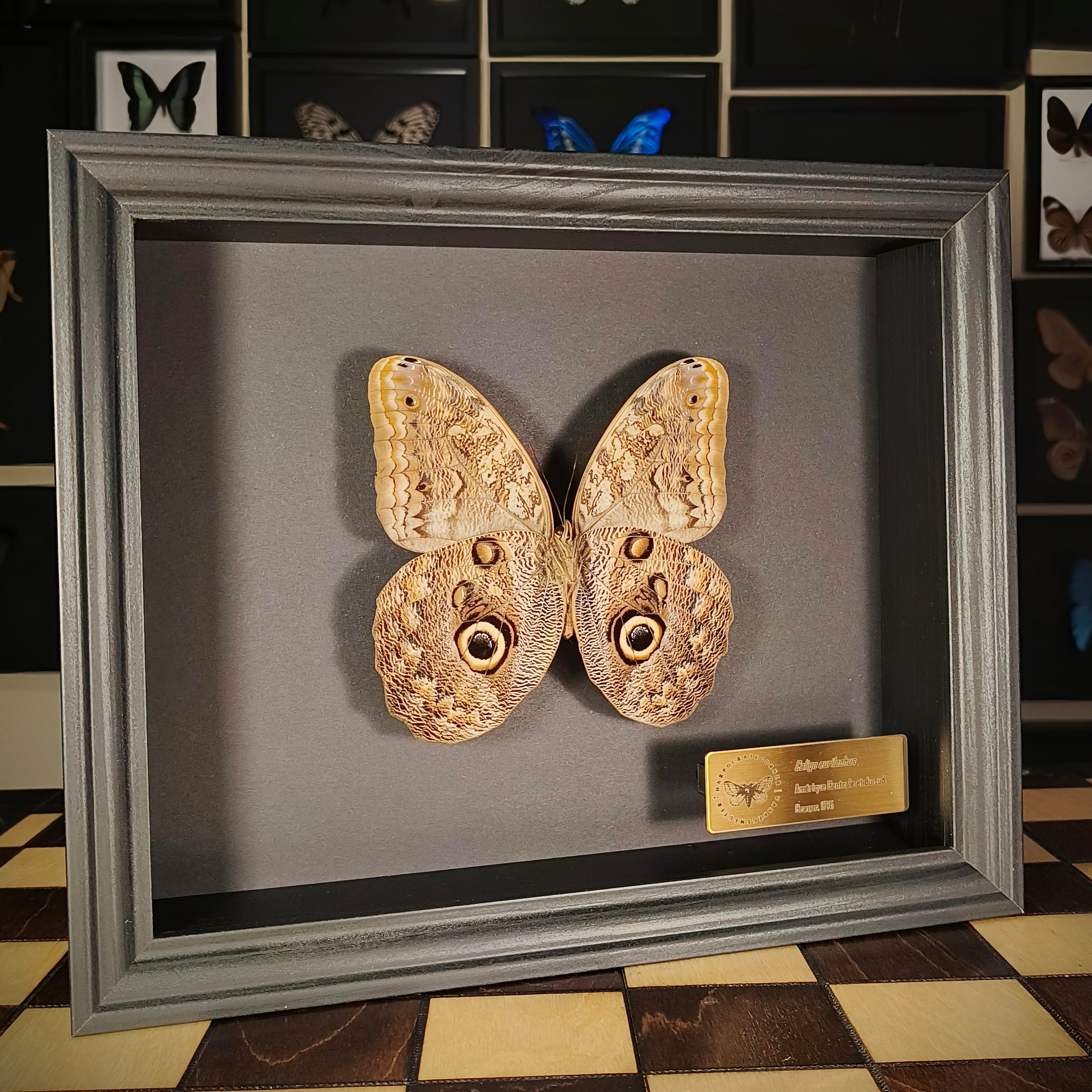 Premium - Caligo eurilochus