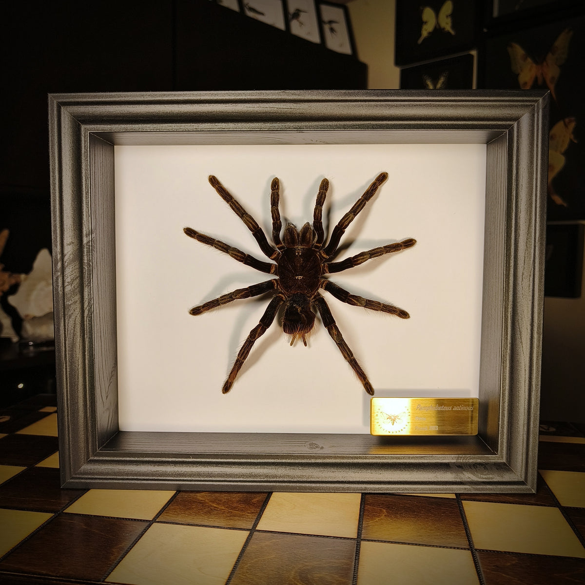 Premium - Pamphobeteus antinous
