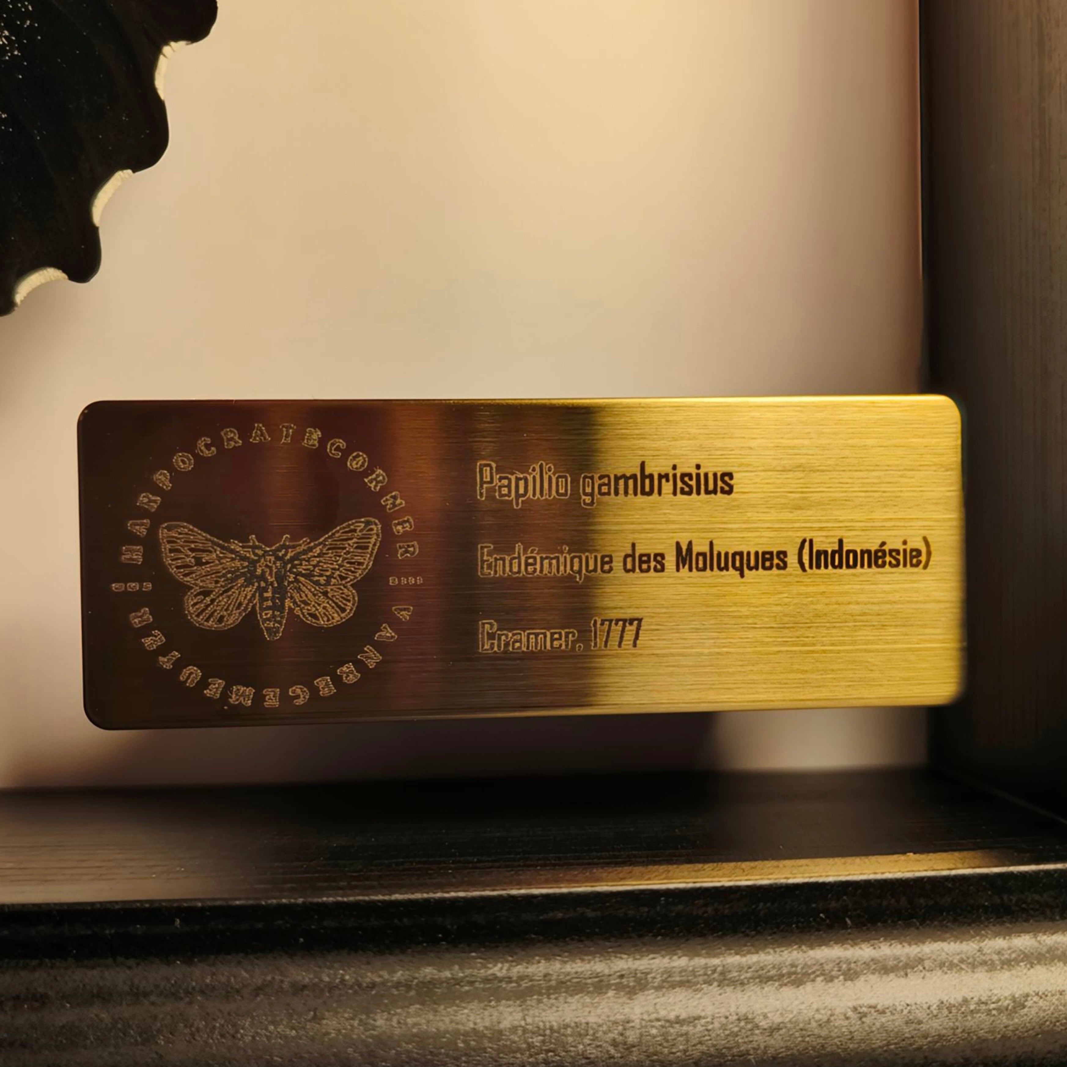 Premium - Papilio gambrisius