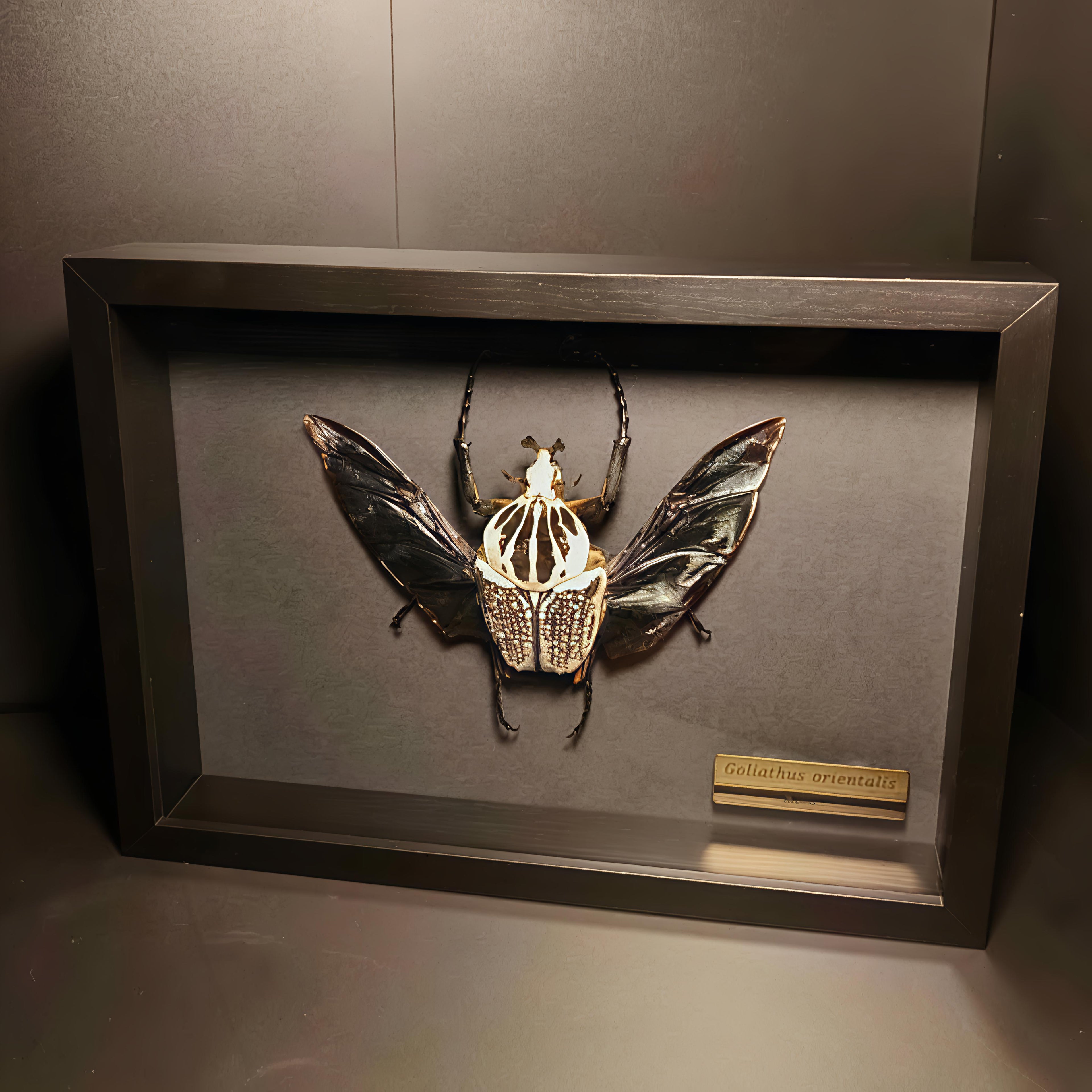 Goliathus orientalis (94mm)