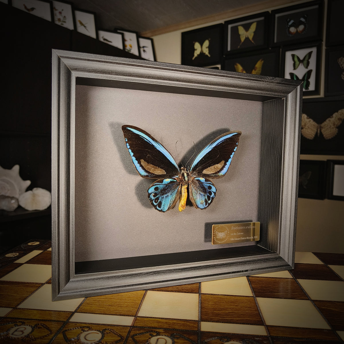 Ornithoptera urvillianus (Pièce unique)