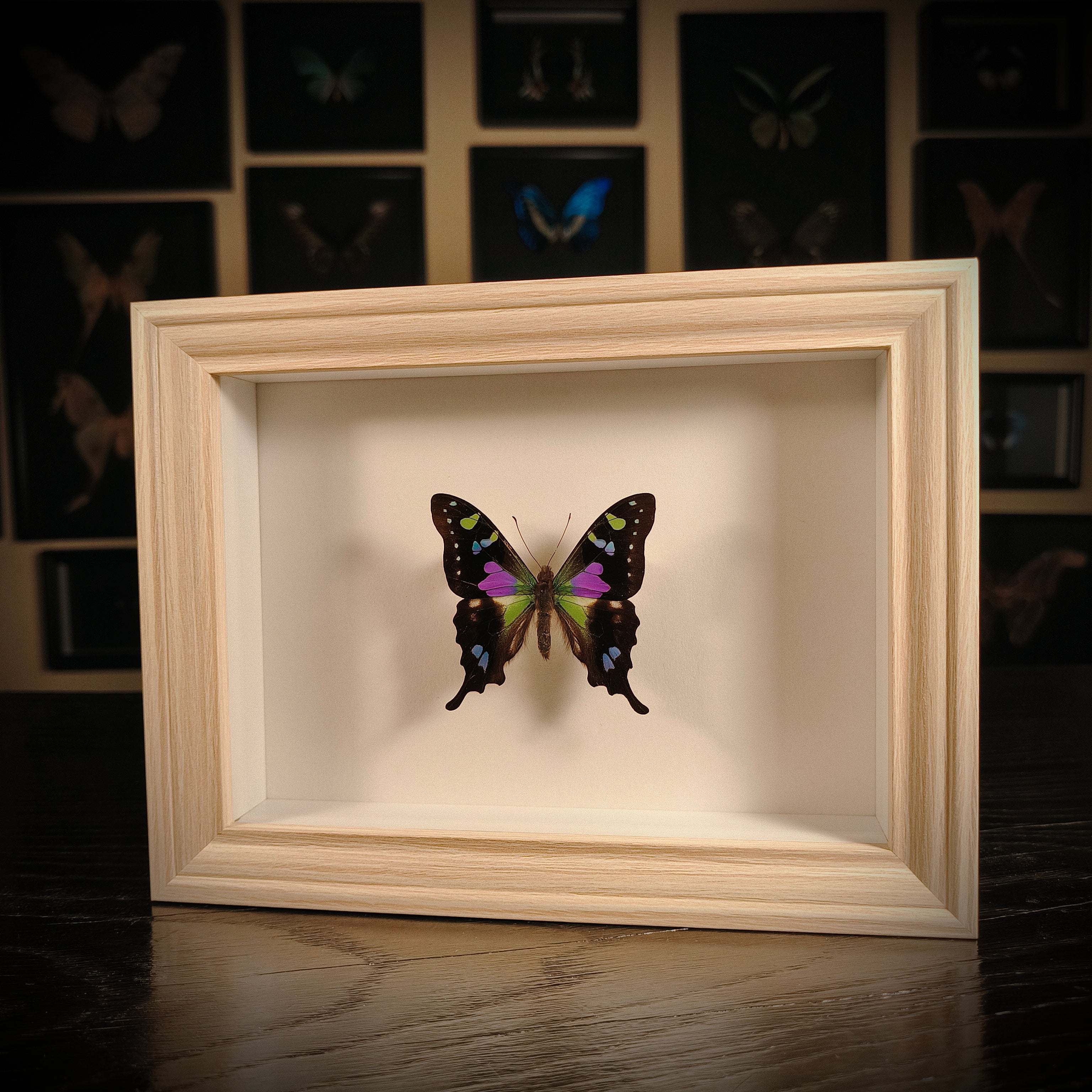 Graphium weiskei