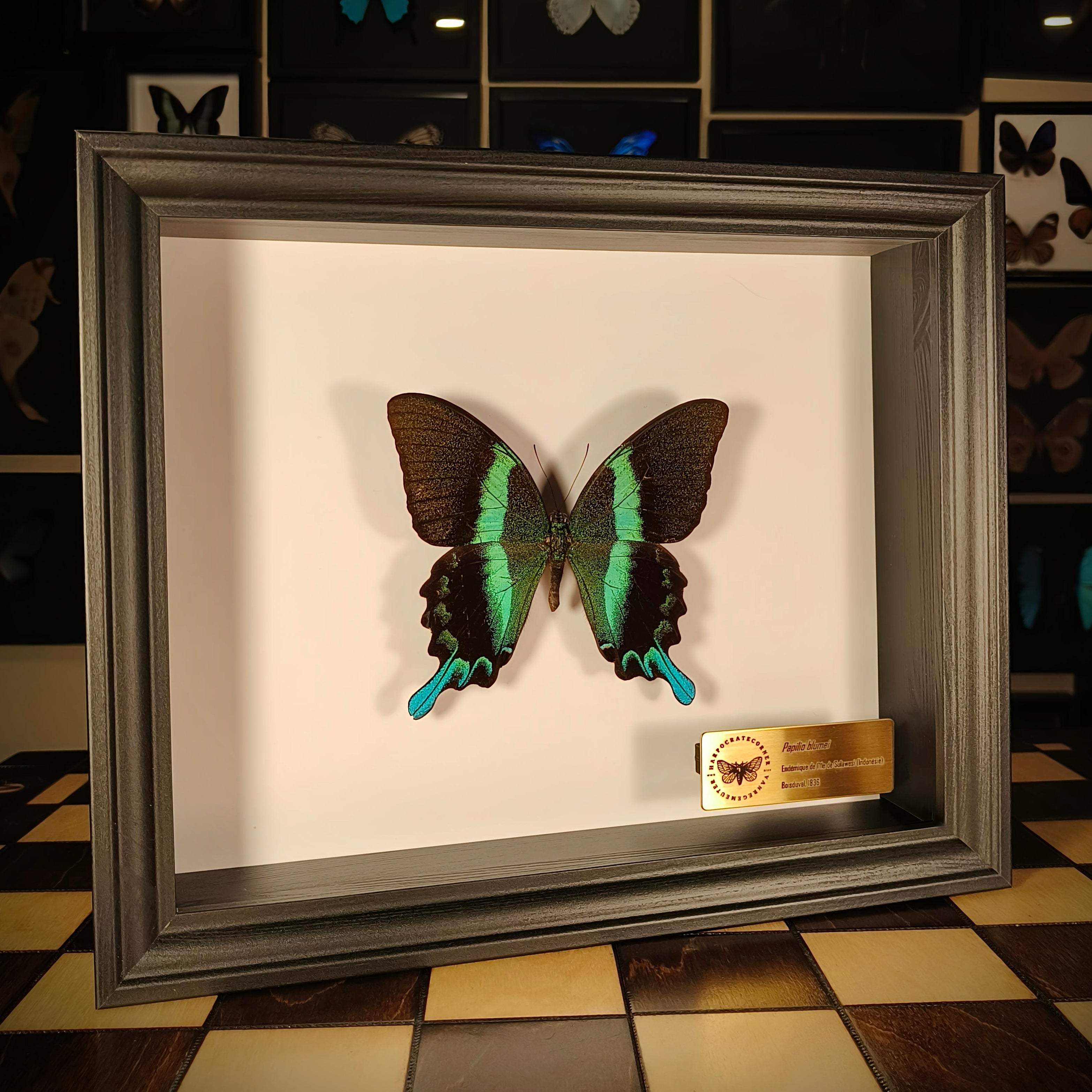 Premium - Papilio blumei