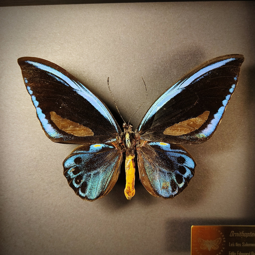 Ornithoptera urvillianus (Pièce unique)