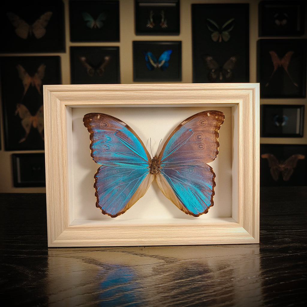 Morpho didius