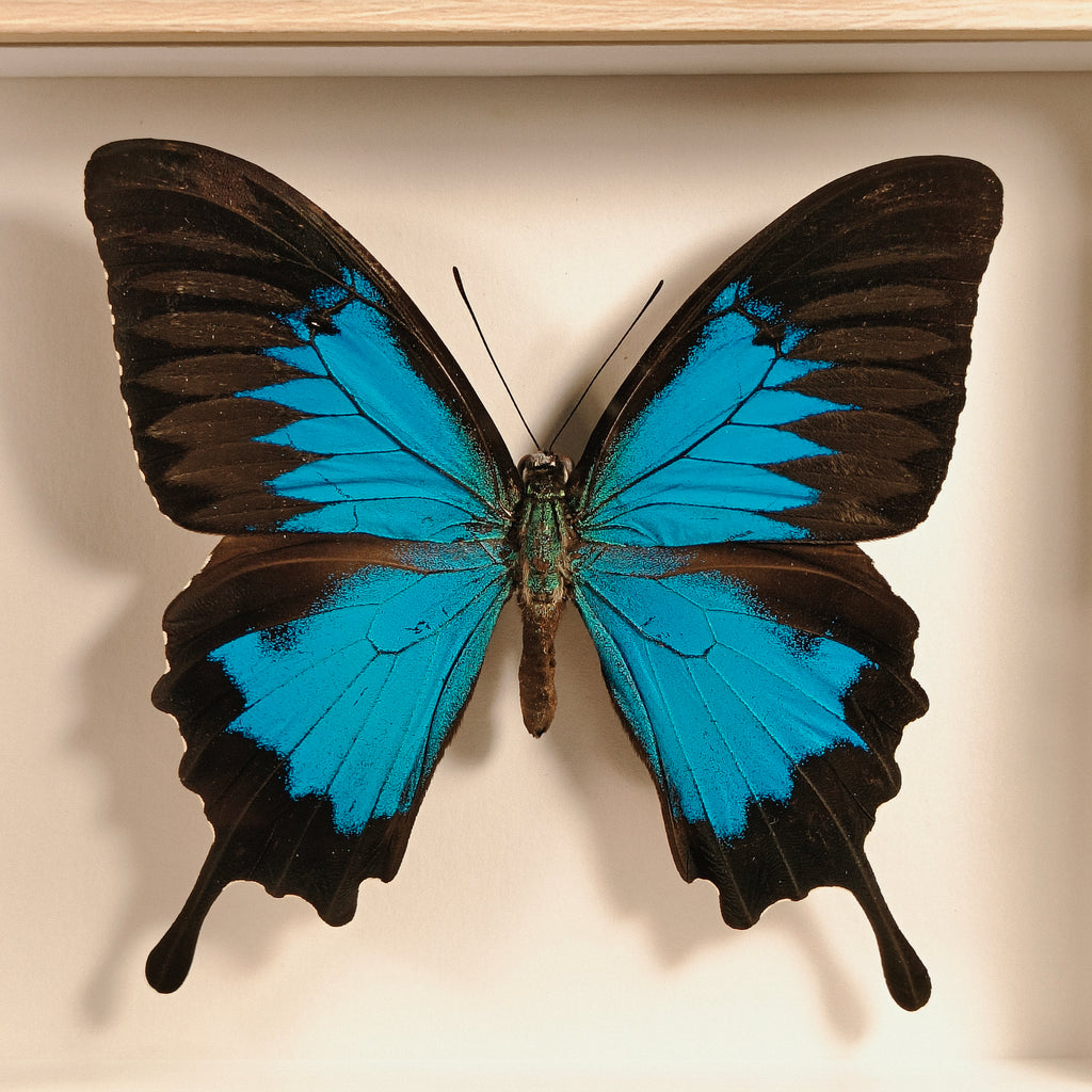 Papilio ulysses