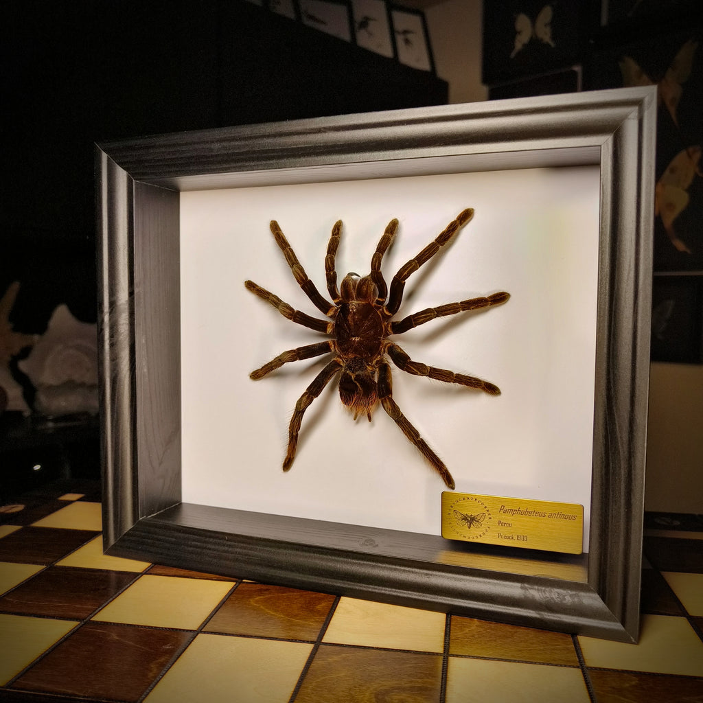 Premium - Pamphobeteus antinous